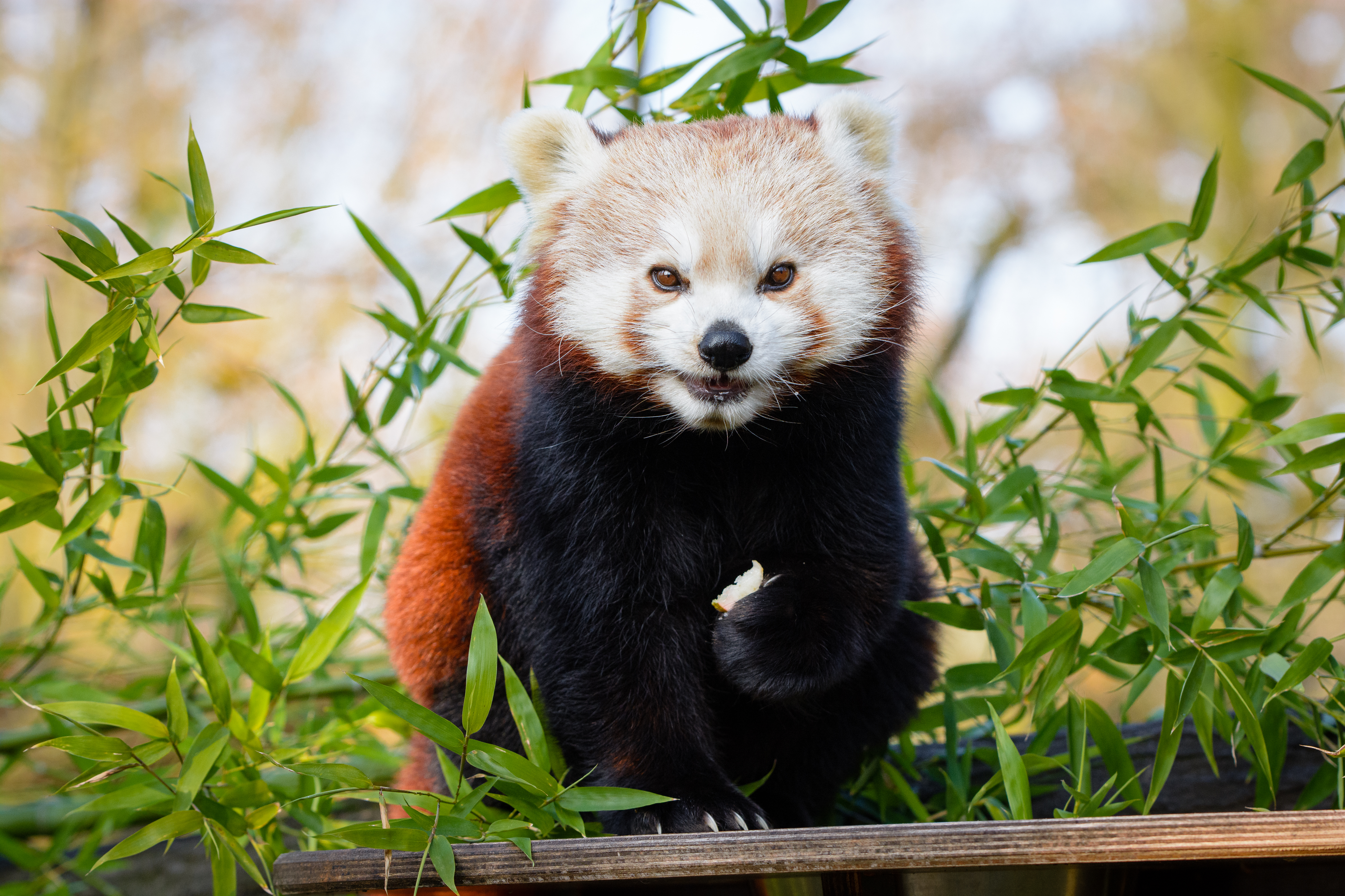 136335 скачать картинку малая панда, бамбук, животные, коричневый, ветки, животное, милый - обои и заставки бесплатно