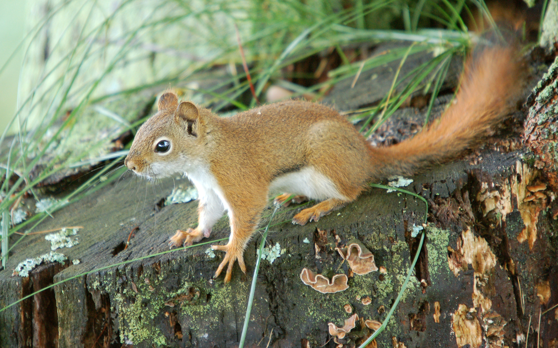 Free download wallpaper Squirrel, Animal on your PC desktop