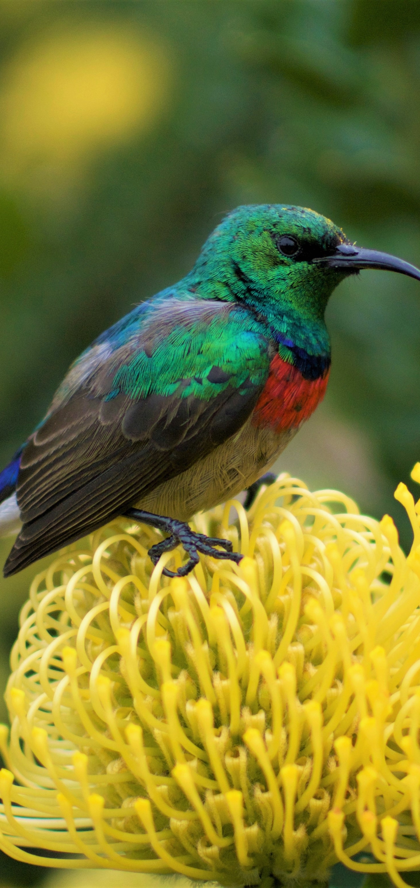 Laden Sie das Tiere, Vögel, Blume, Vogel, Kolibri-Bild kostenlos auf Ihren PC-Desktop herunter