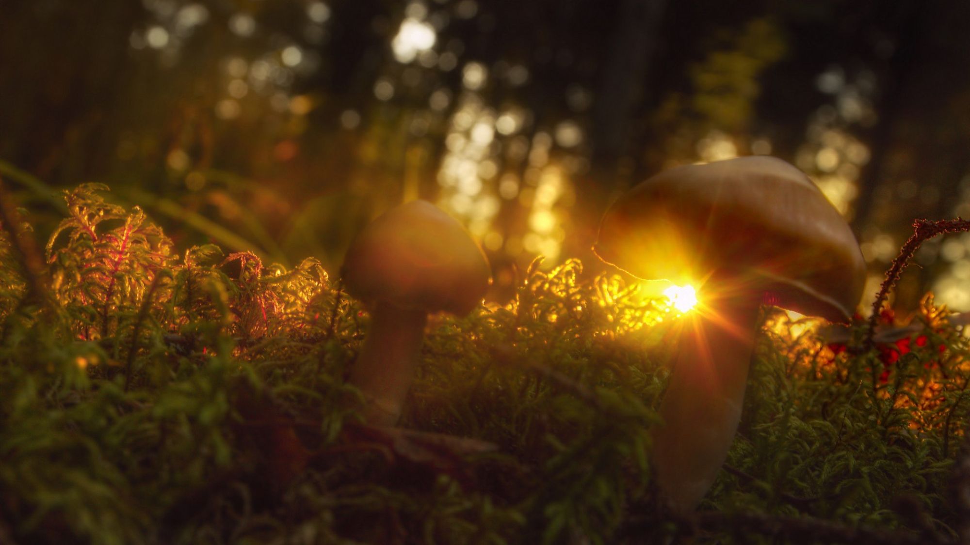 Free download wallpaper Earth, Mushroom on your PC desktop