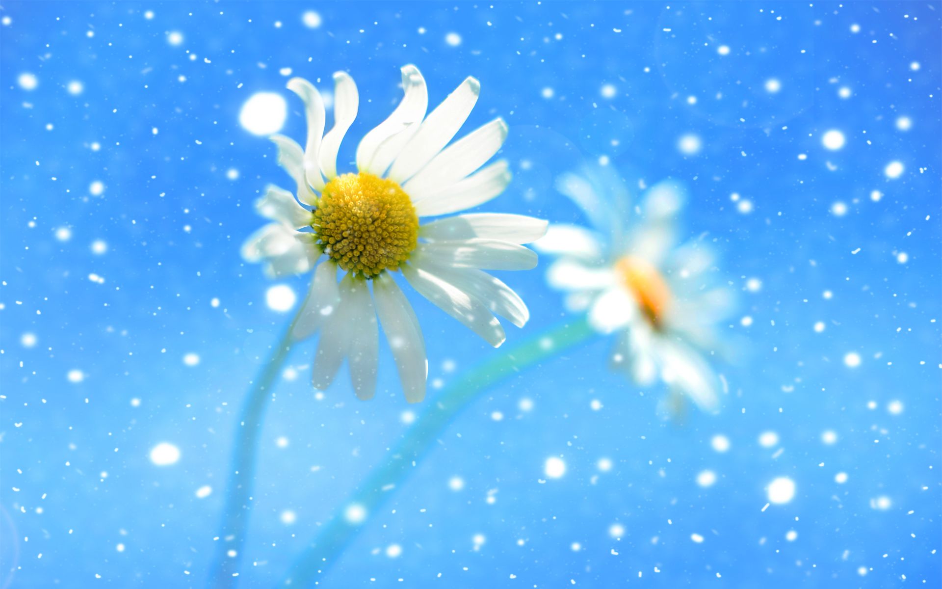 Download mobile wallpaper Daisy, Flowers, Flower, Earth for free.