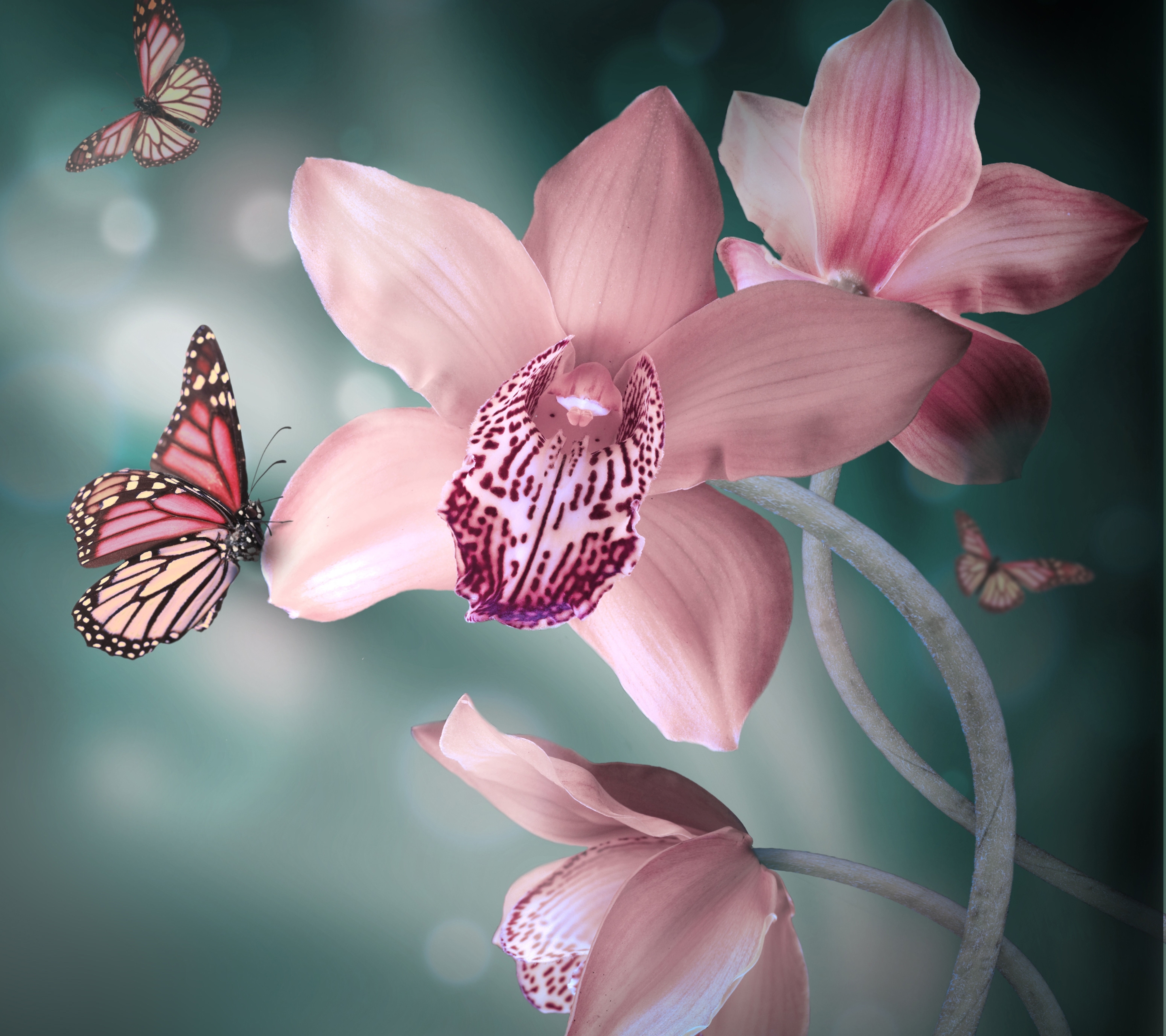 Téléchargez des papiers peints mobile Fleurs, Orchidée, Terre/nature gratuitement.