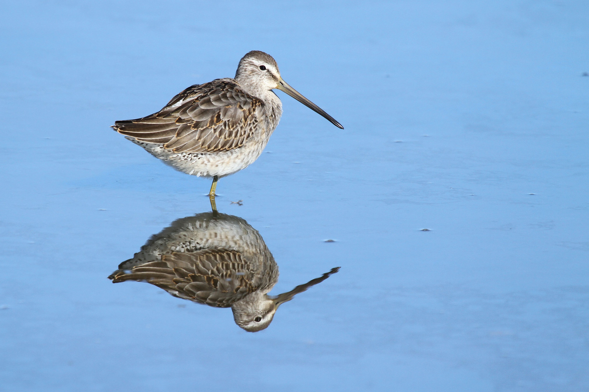 Baixe gratuitamente a imagem Animais, Aves, Pássaro, Reflecção na área de trabalho do seu PC