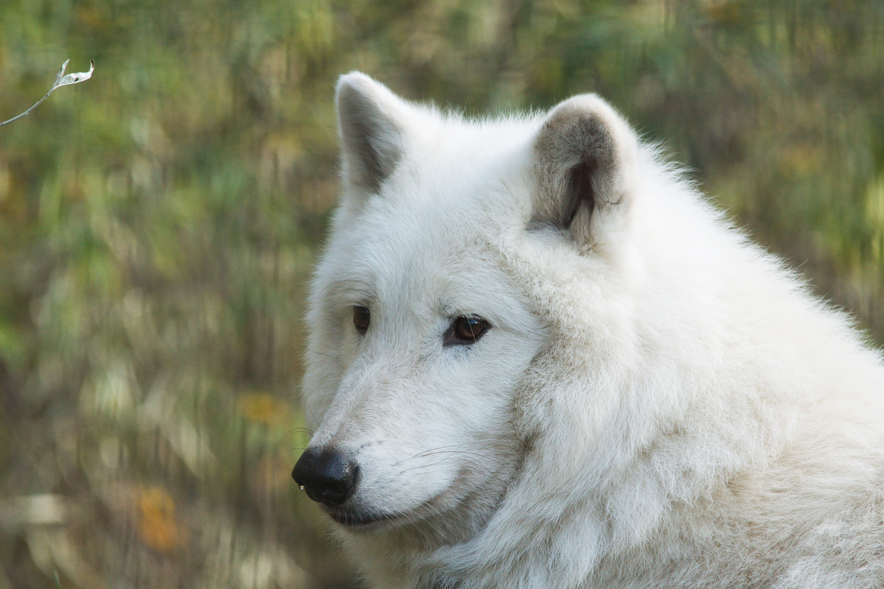 Download mobile wallpaper Wolf, Animal, Bokeh, White Wolf, Wolves for free.