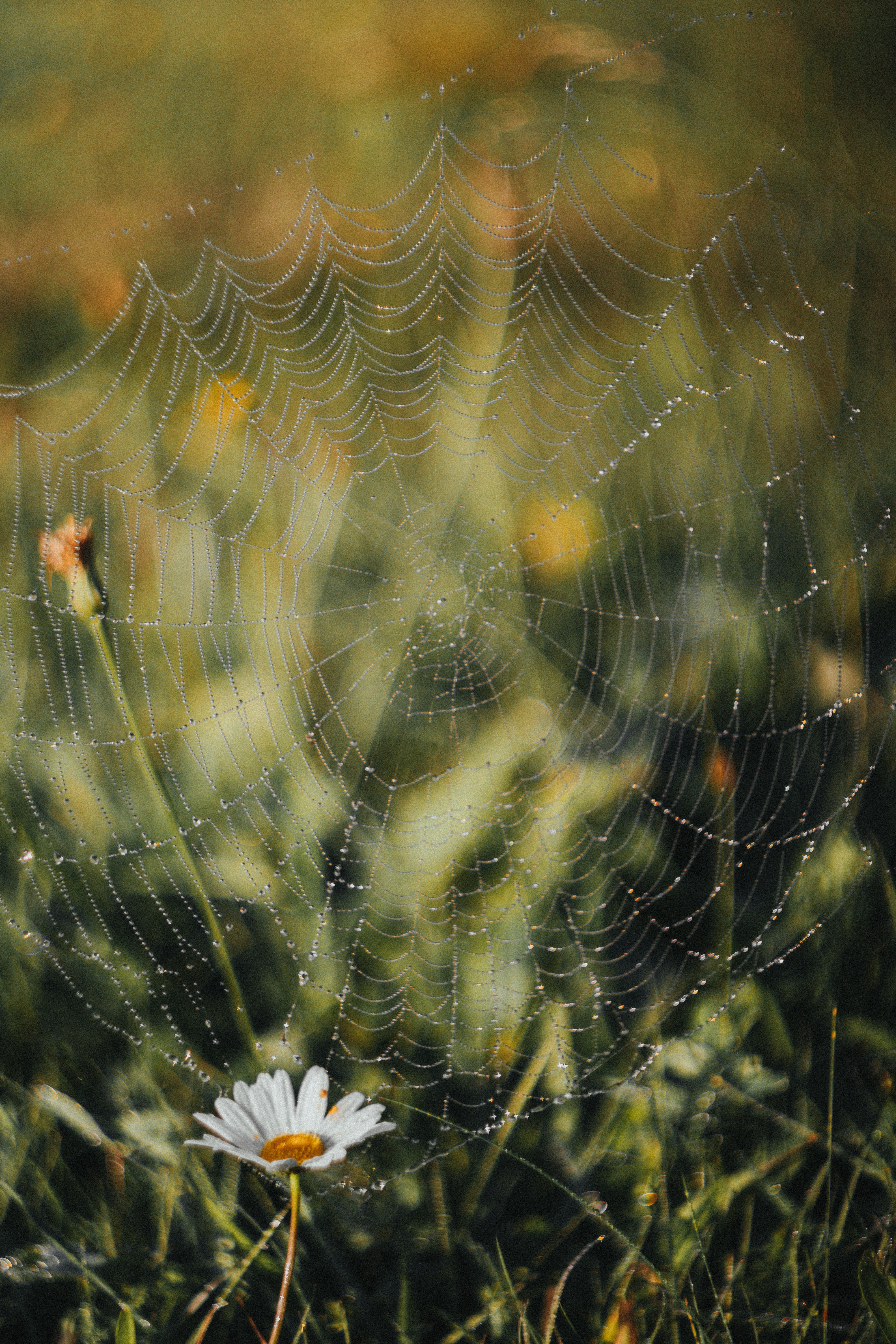 grass, dew, camomile, web, drops, macro, chamomile Phone Background