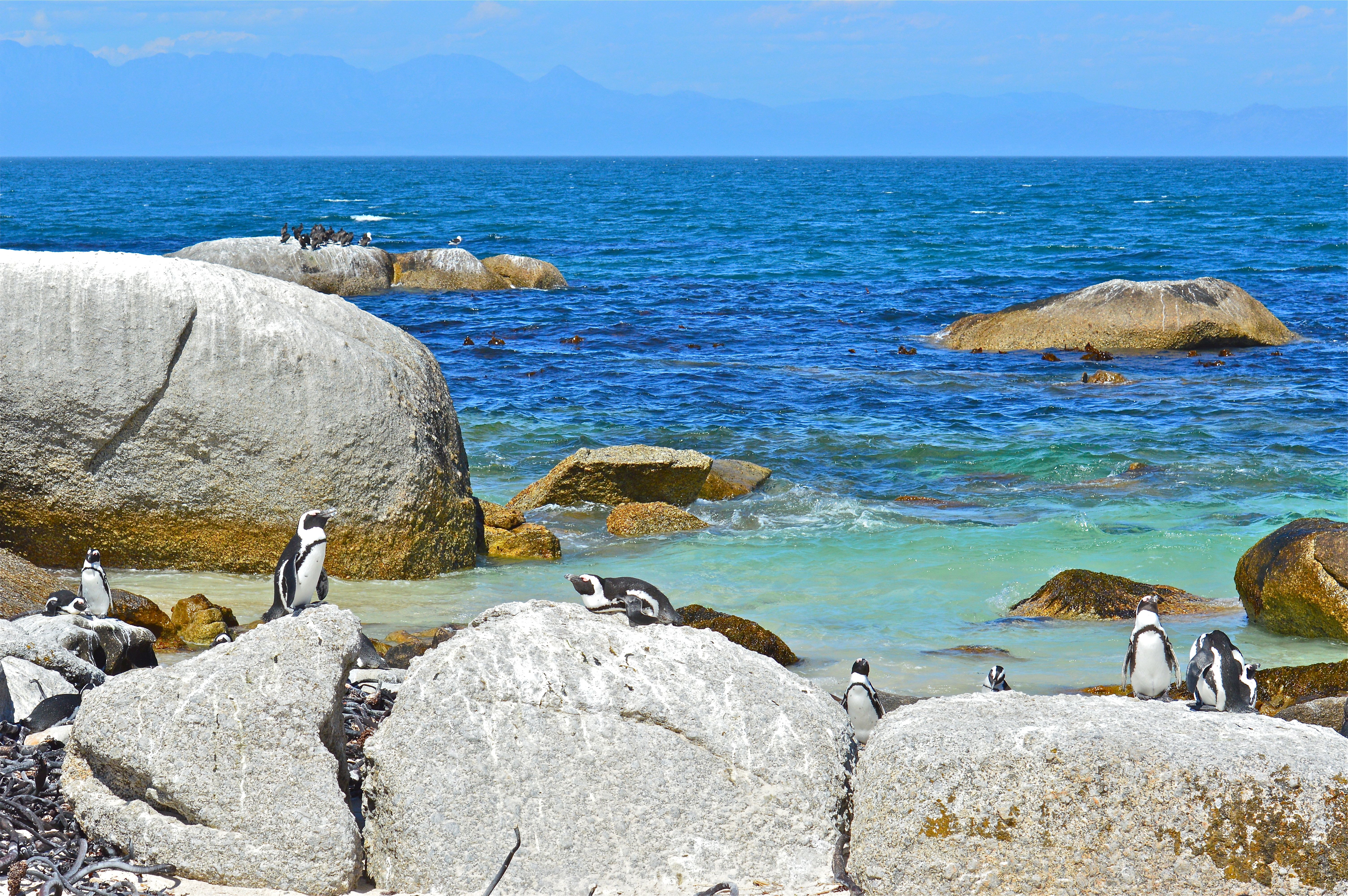 153197 descargar imagen paisaje, pingüinos, animales, stones, mar: fondos de pantalla y protectores de pantalla gratis