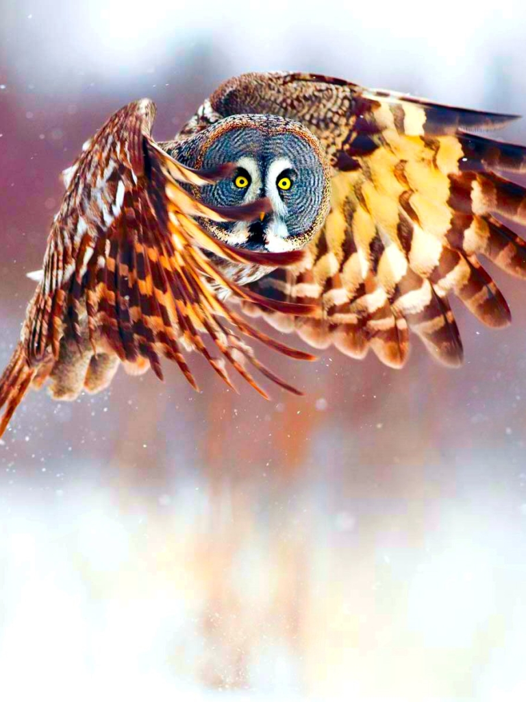 Download mobile wallpaper Birds, Owl, Bird, Animal, Pastel for free.