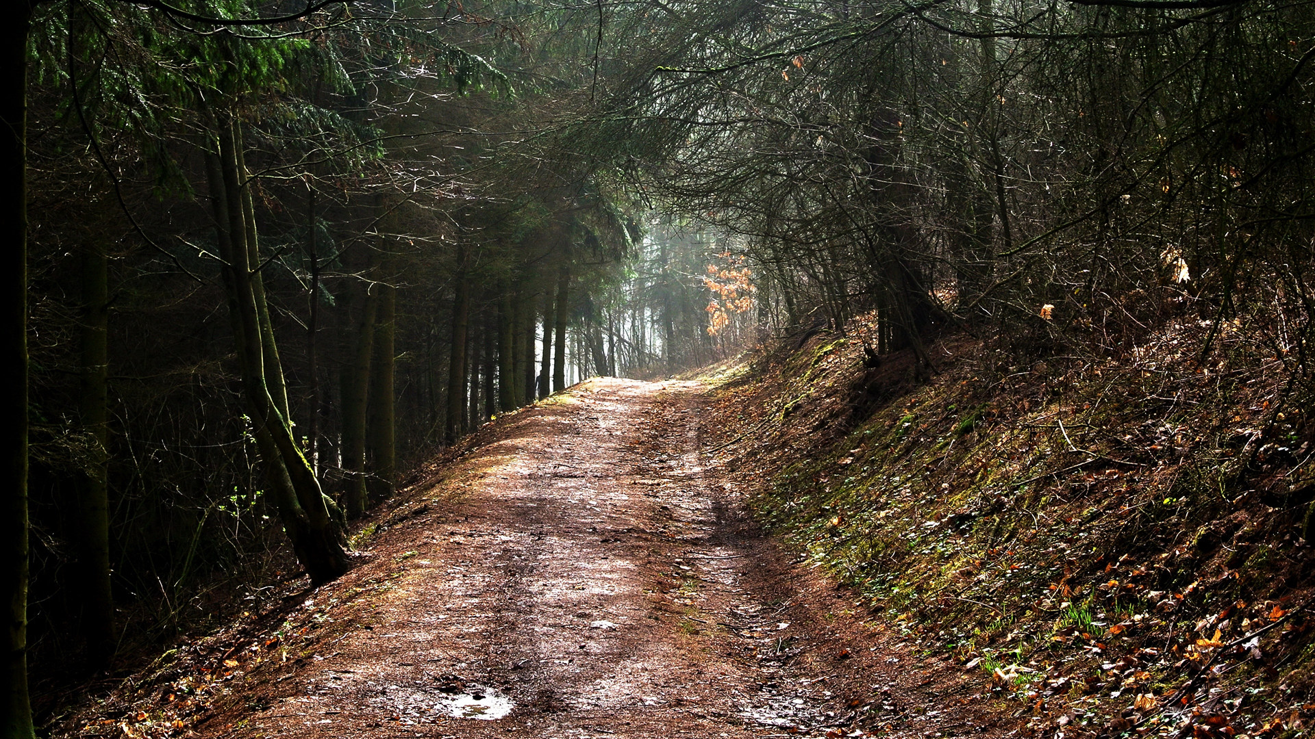 Baixar papel de parede para celular de Caminho, Floresta, Terra/natureza gratuito.