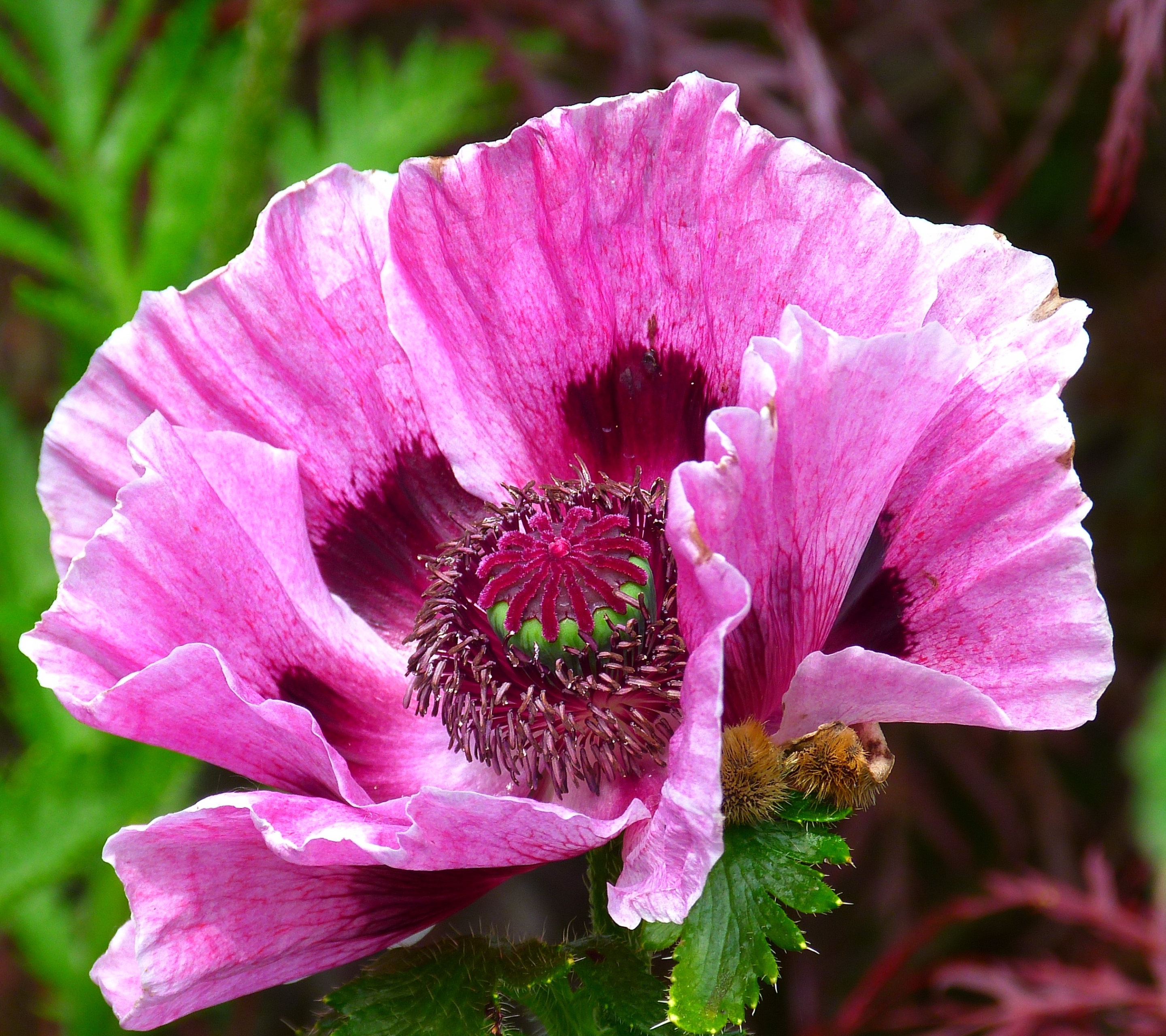 Free download wallpaper Flowers, Flower, Close Up, Earth, Poppy, Pink Flower on your PC desktop