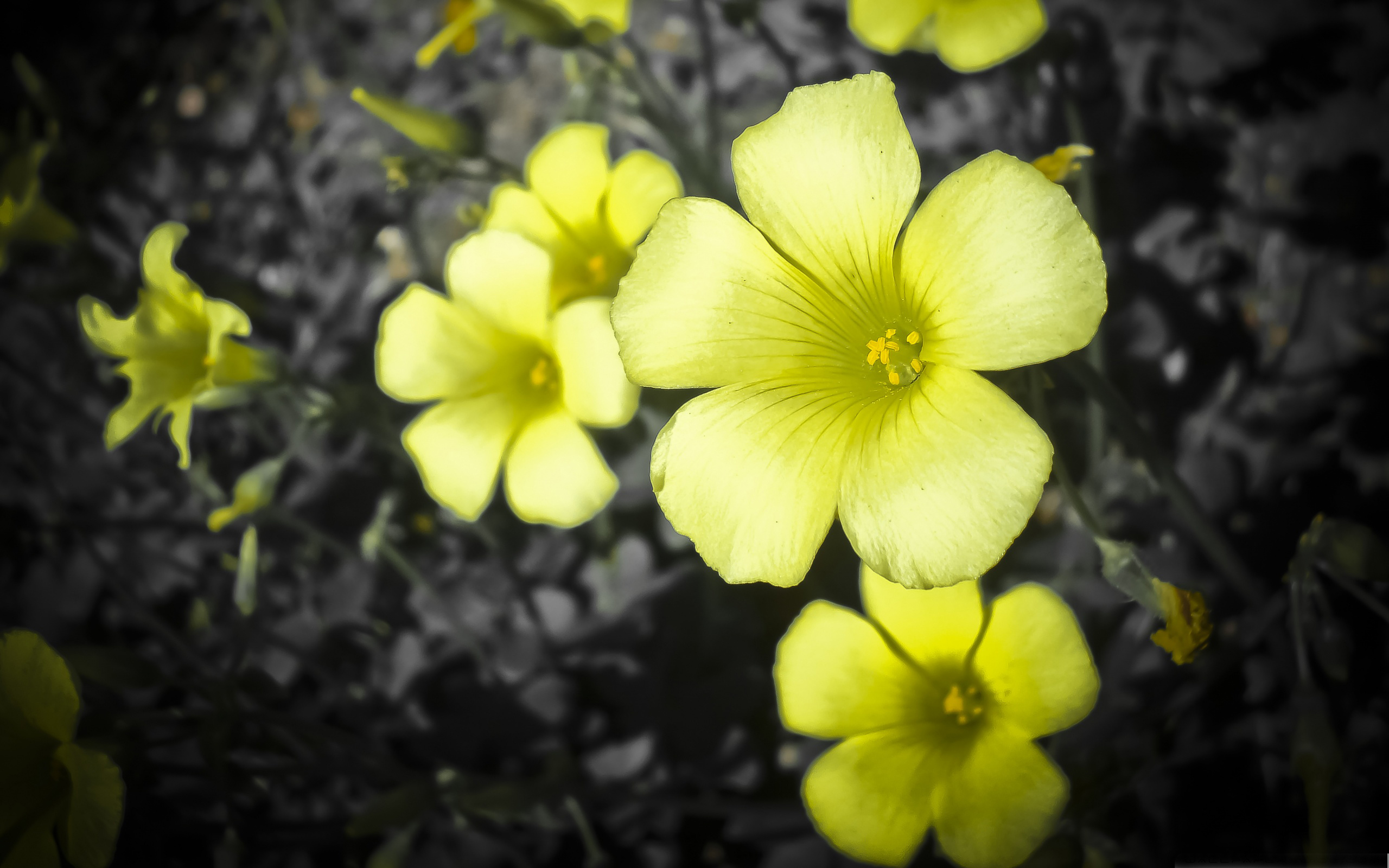 Baixar papel de parede para celular de Flores, Flor, Terra/natureza gratuito.