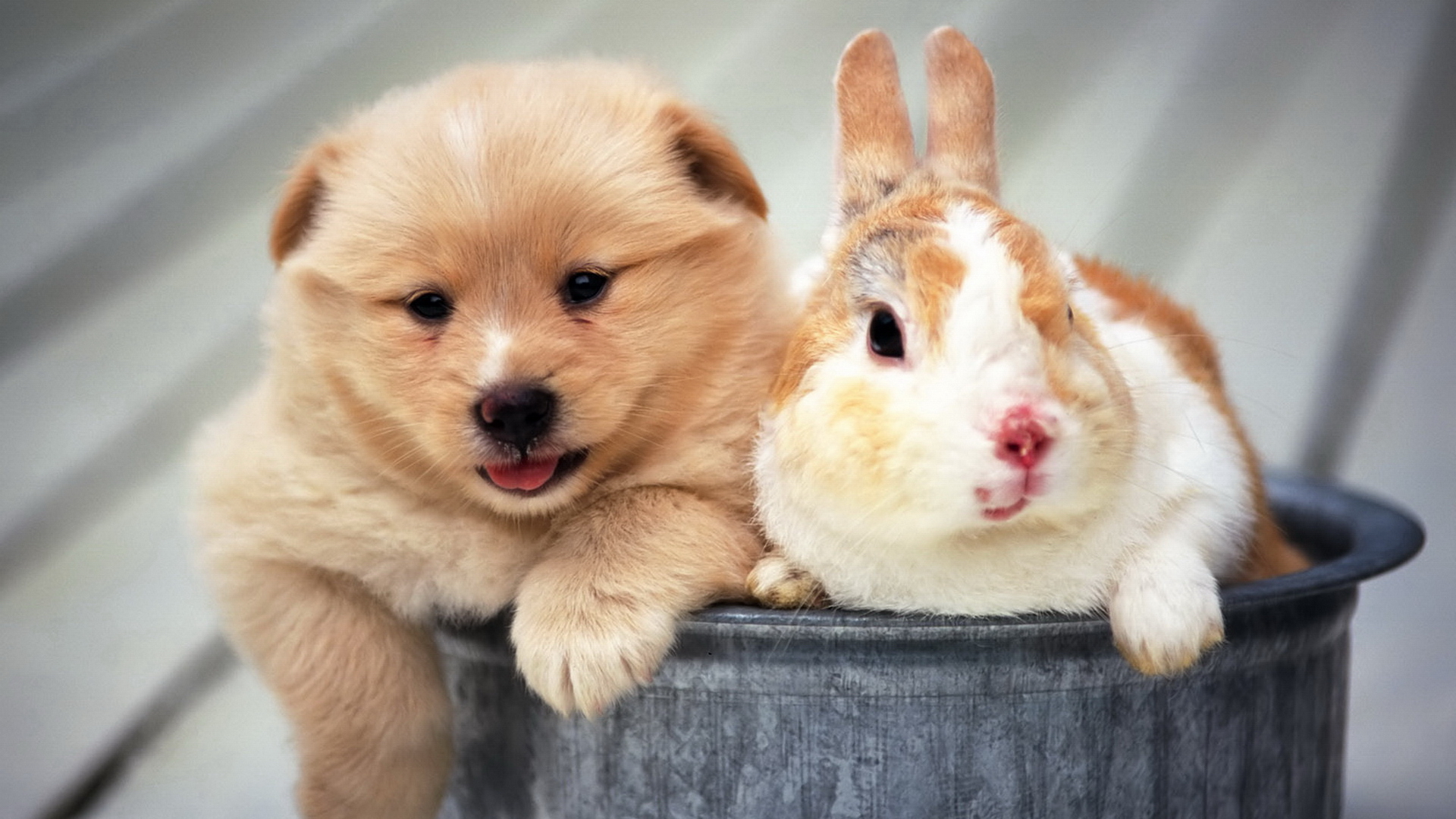166805 descargar imagen animales, mascotas, lindo, perro, cachorro, conejo: fondos de pantalla y protectores de pantalla gratis