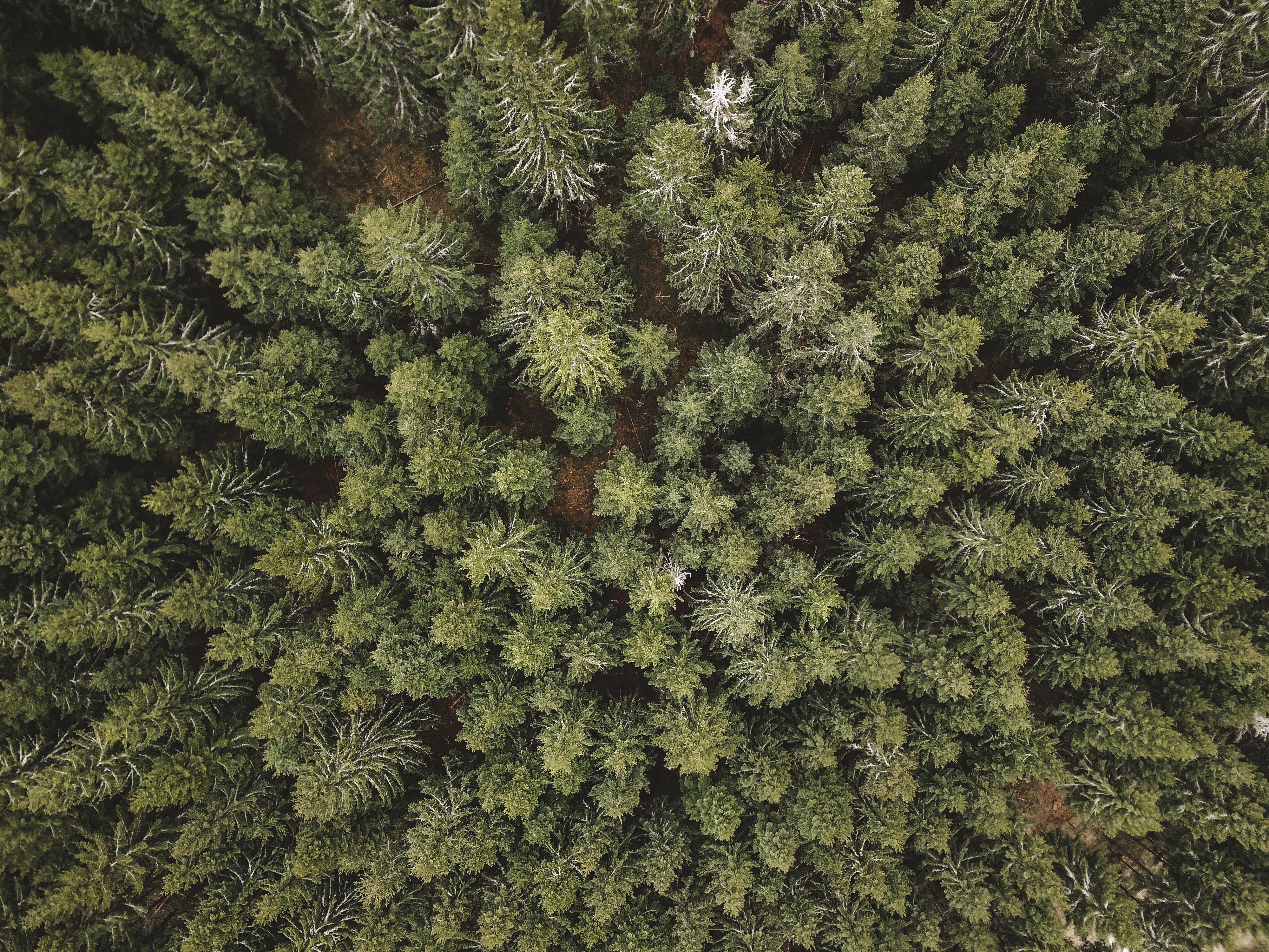Download mobile wallpaper Needles, Trees, Forest, Pine, View From Above, Nature for free.