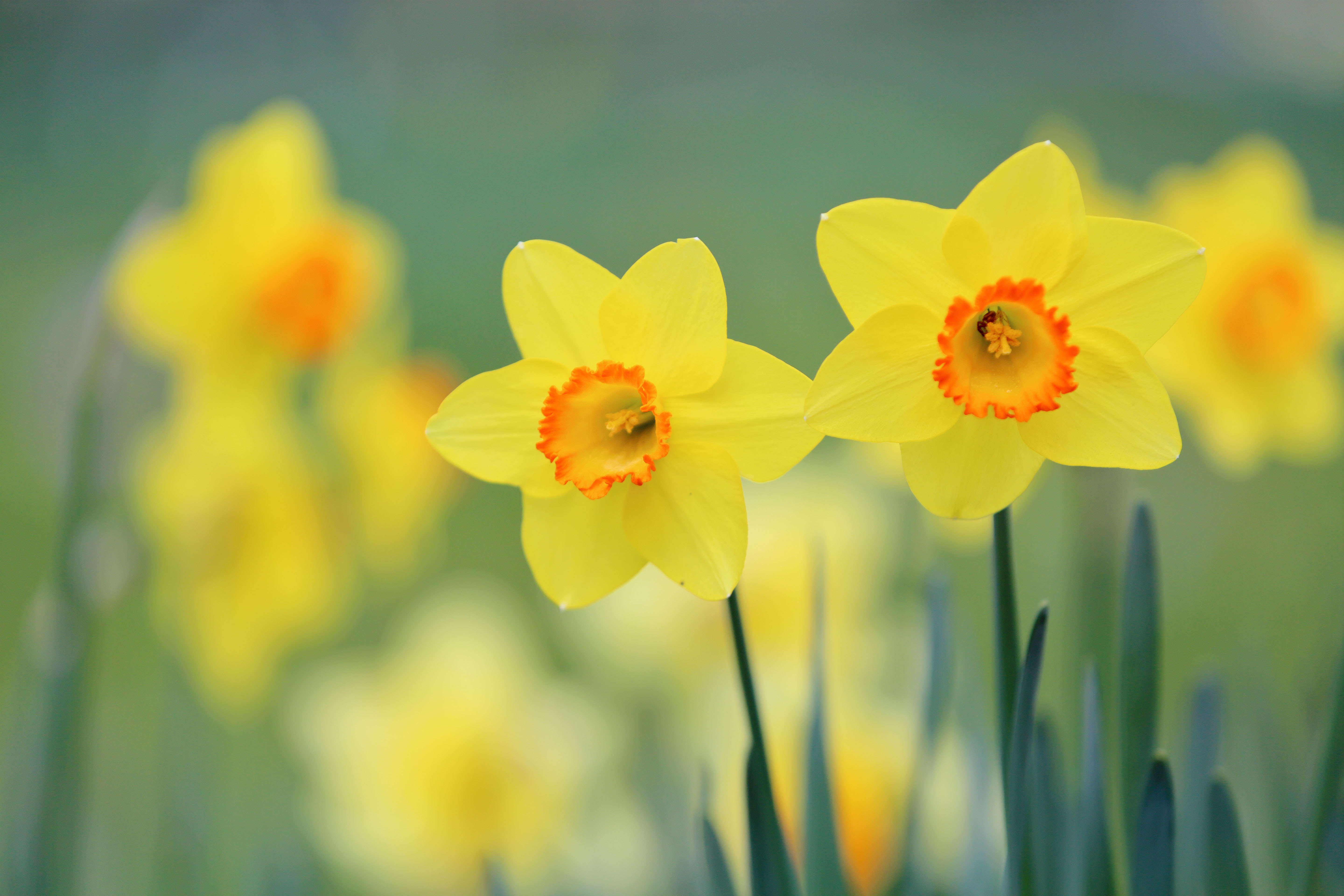 Baixe gratuitamente a imagem Natureza, Flores, Verão, Flor, Fechar Se, Flor Amarela, Terra/natureza, Narcissus na área de trabalho do seu PC