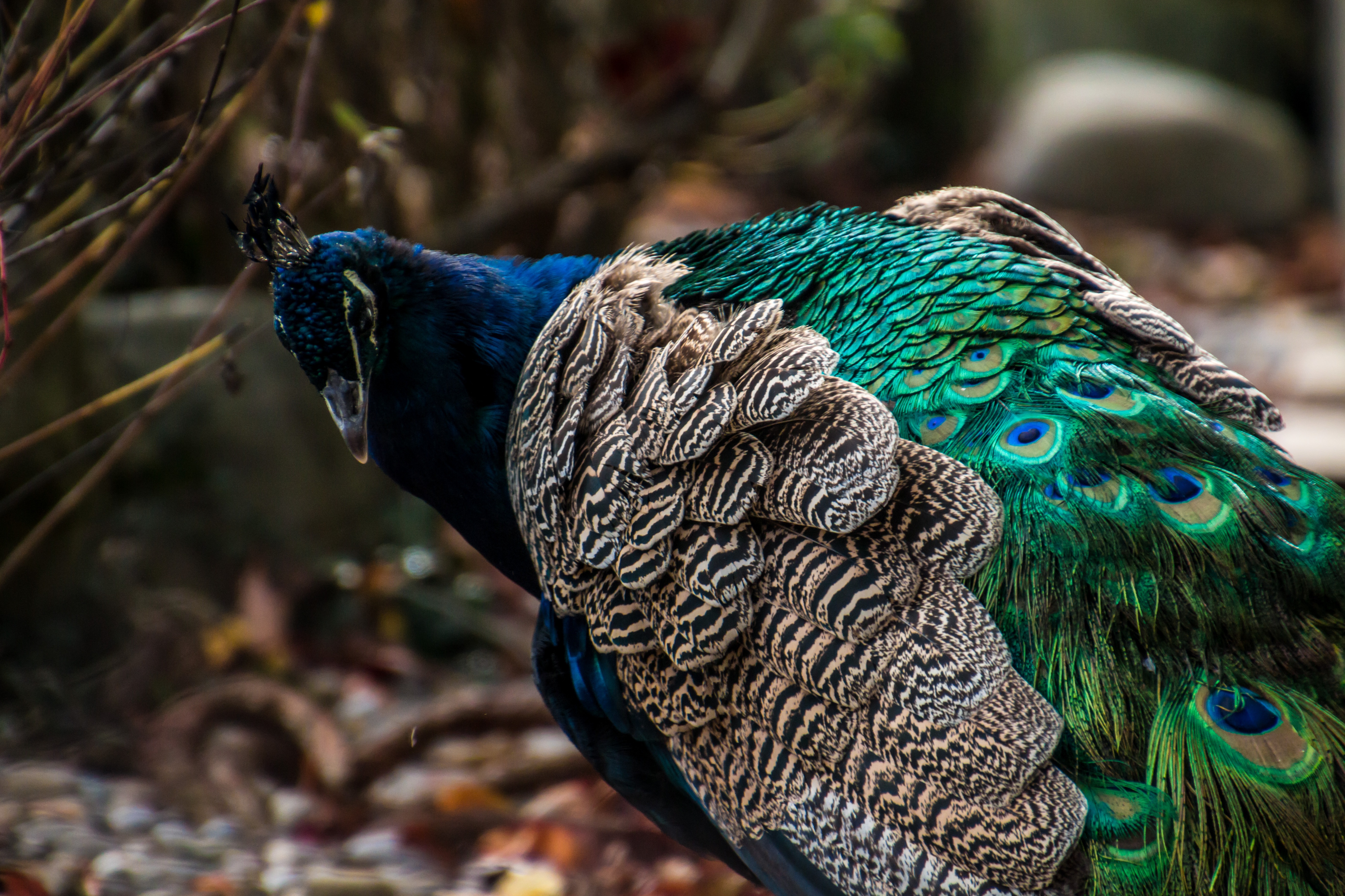 Free download wallpaper Bright, Bird, Color, Animals, Feather, Peacock on your PC desktop