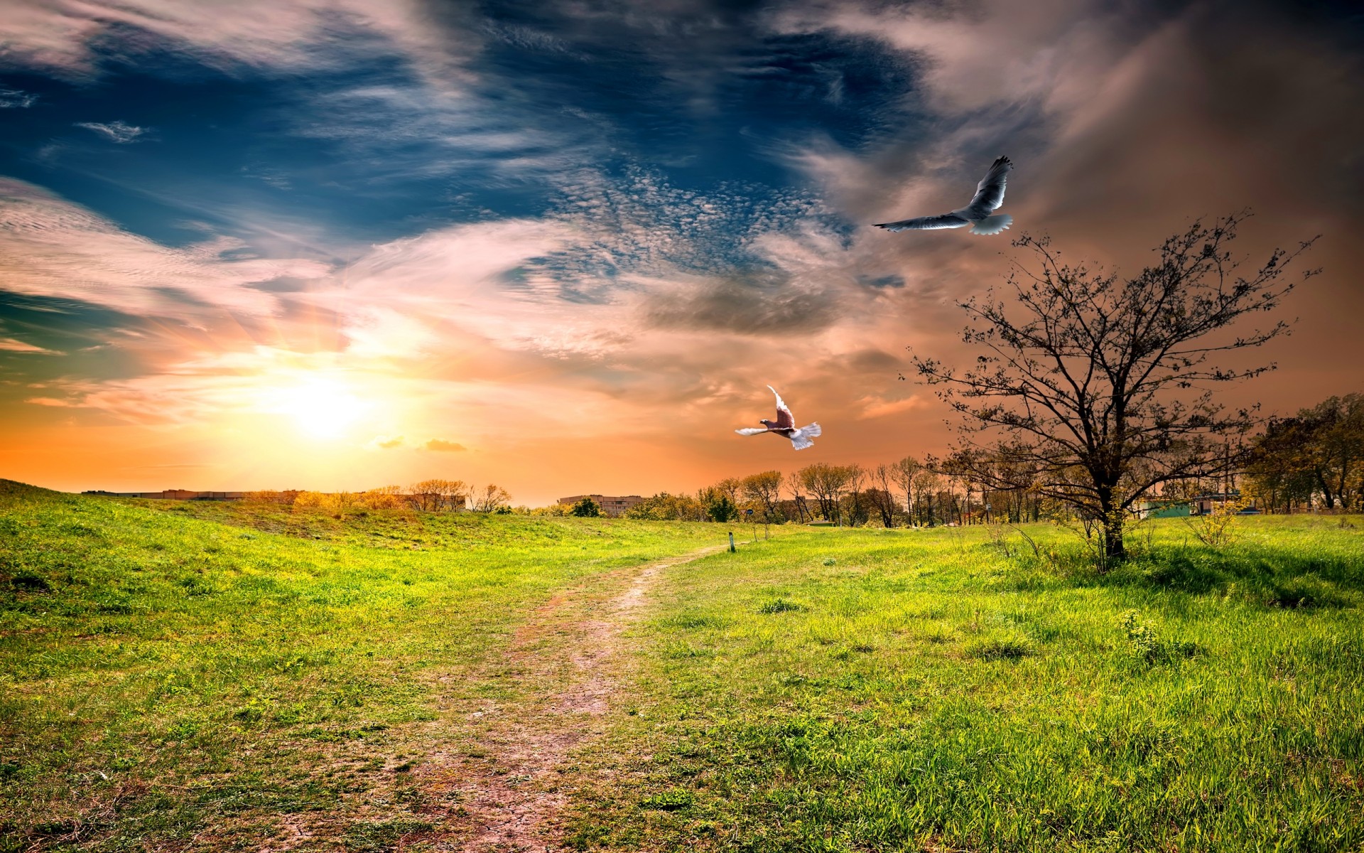 Download mobile wallpaper Landscape, Sunset, Bird, Tree, Earth, Seagull, Photography, Flying for free.
