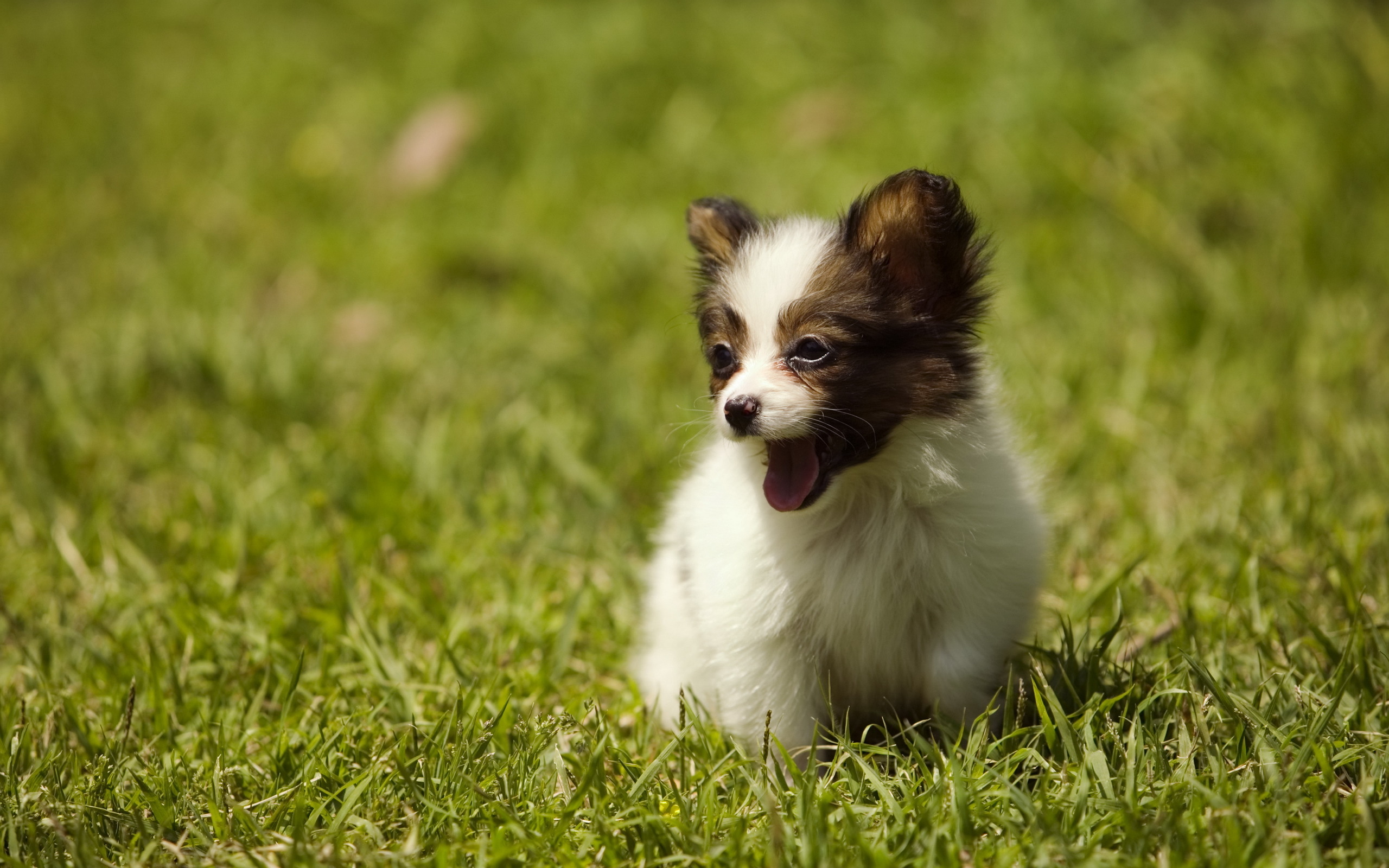 Handy-Wallpaper Hunde, Hund, Tiere kostenlos herunterladen.