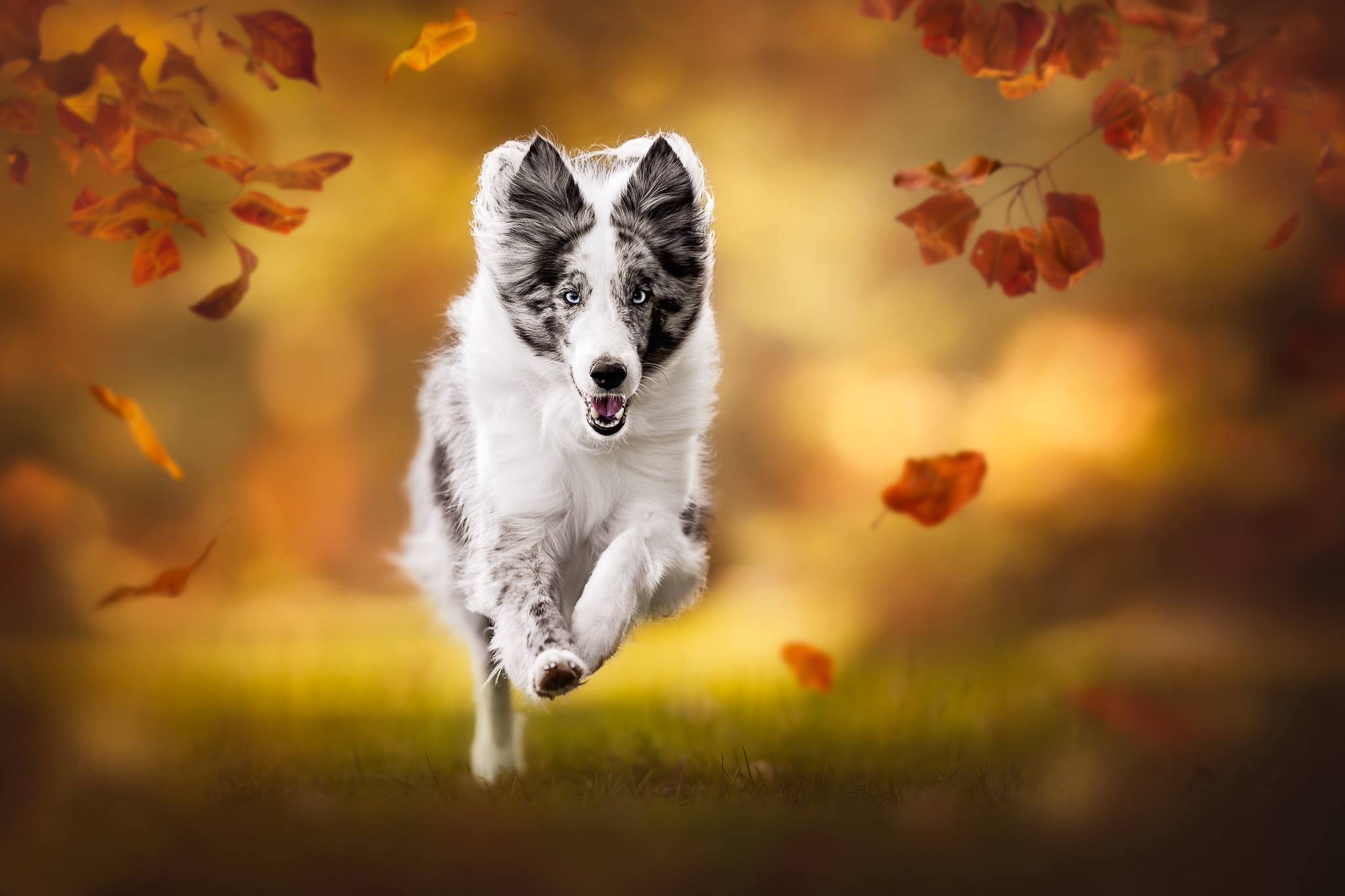 Free download wallpaper Dogs, Dog, Animal, Border Collie, Depth Of Field on your PC desktop