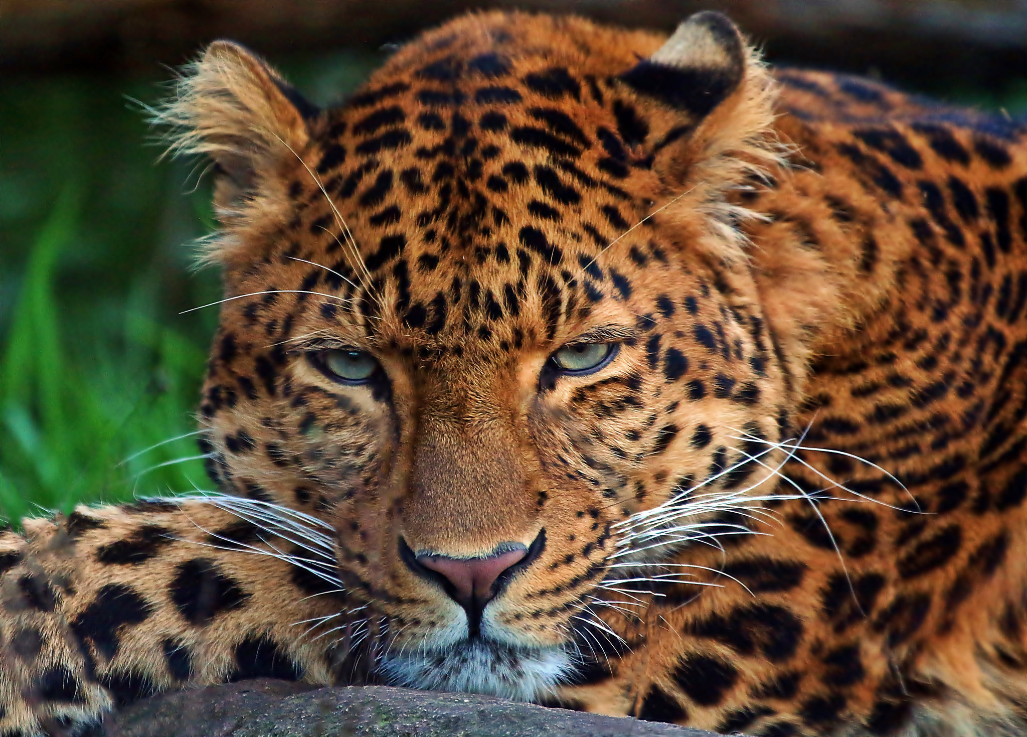 Download mobile wallpaper Cats, Leopard, Close Up, Animal, Face for free.