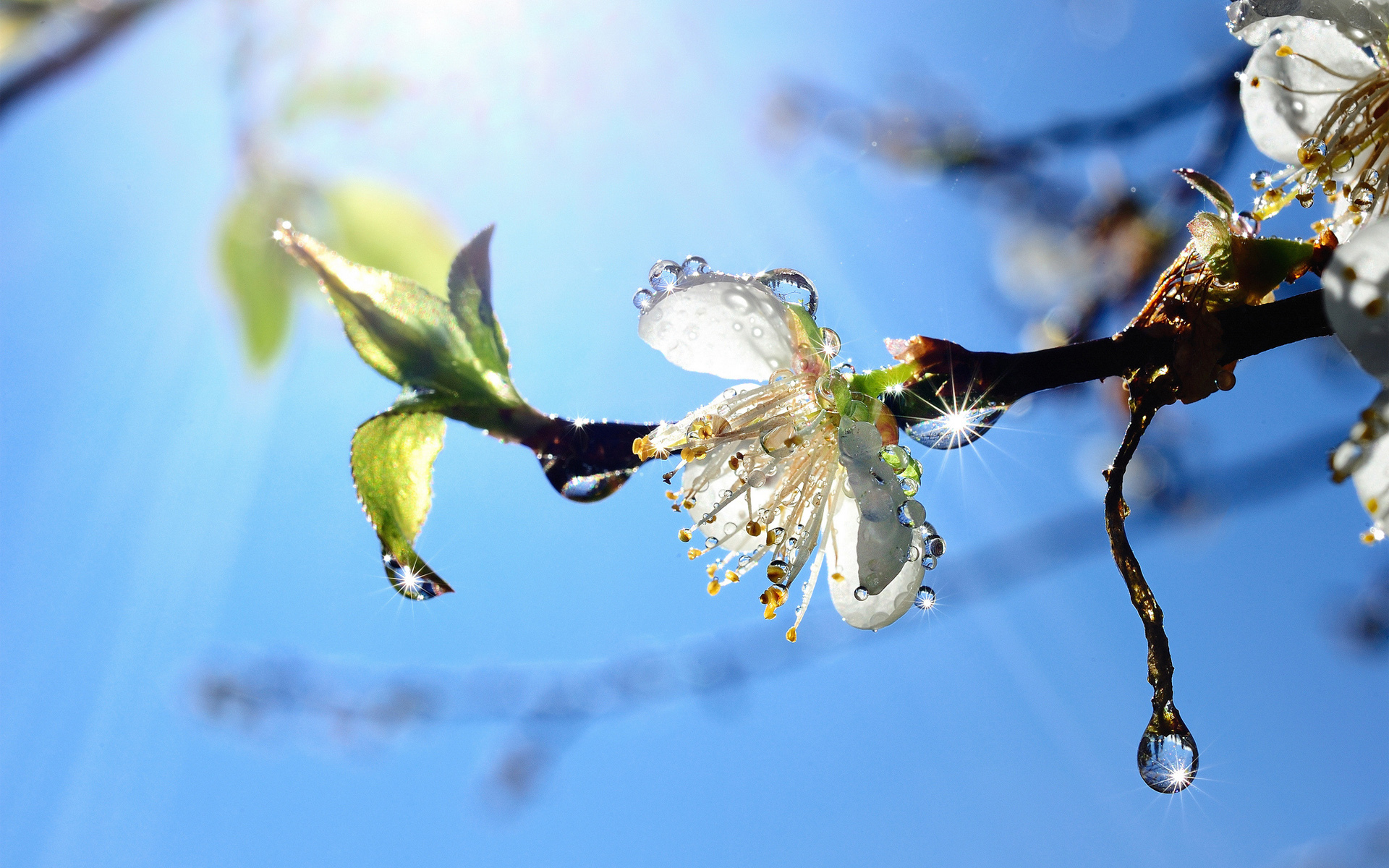 Descarga gratuita de fondo de pantalla para móvil de Flores, Florecer, Tierra/naturaleza.