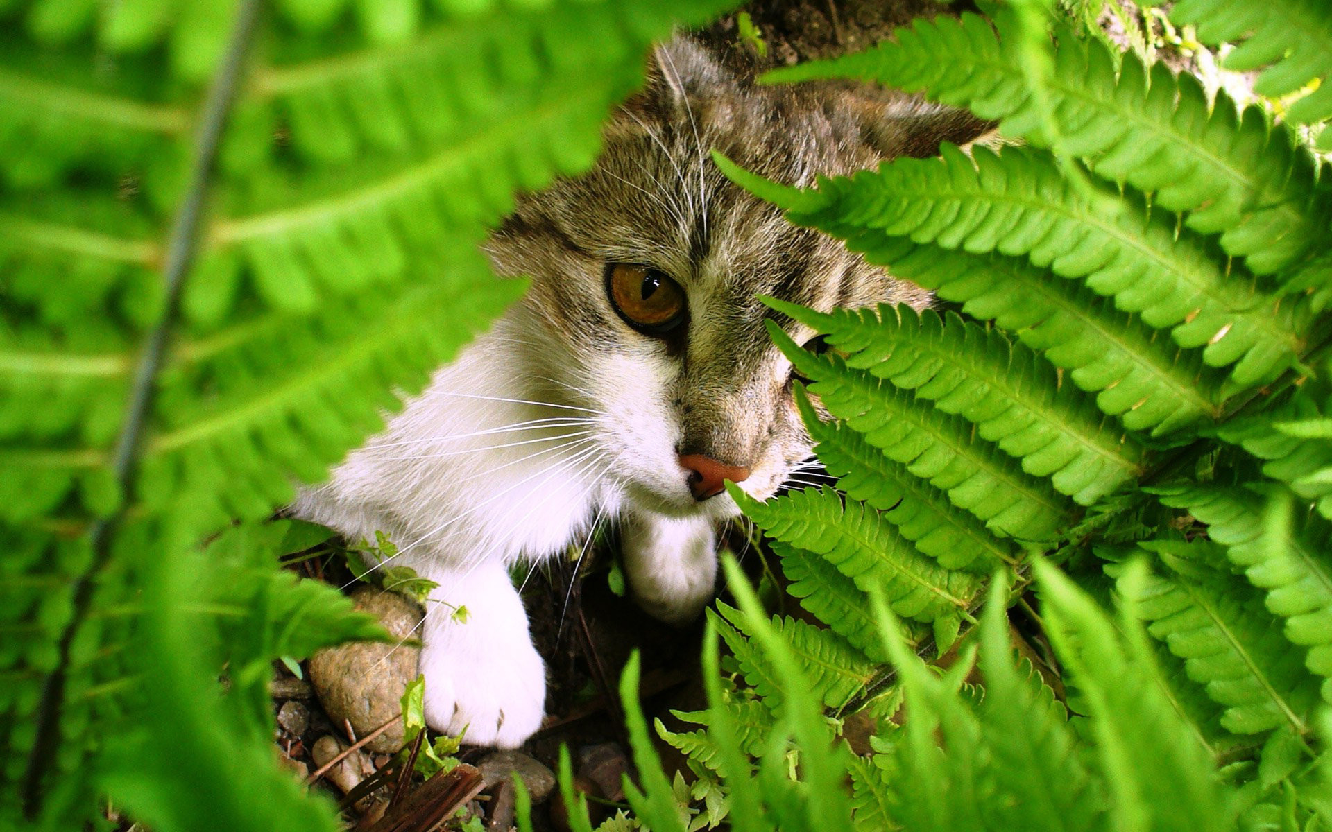 Baixe gratuitamente a imagem Animais, Gatos, Gato na área de trabalho do seu PC