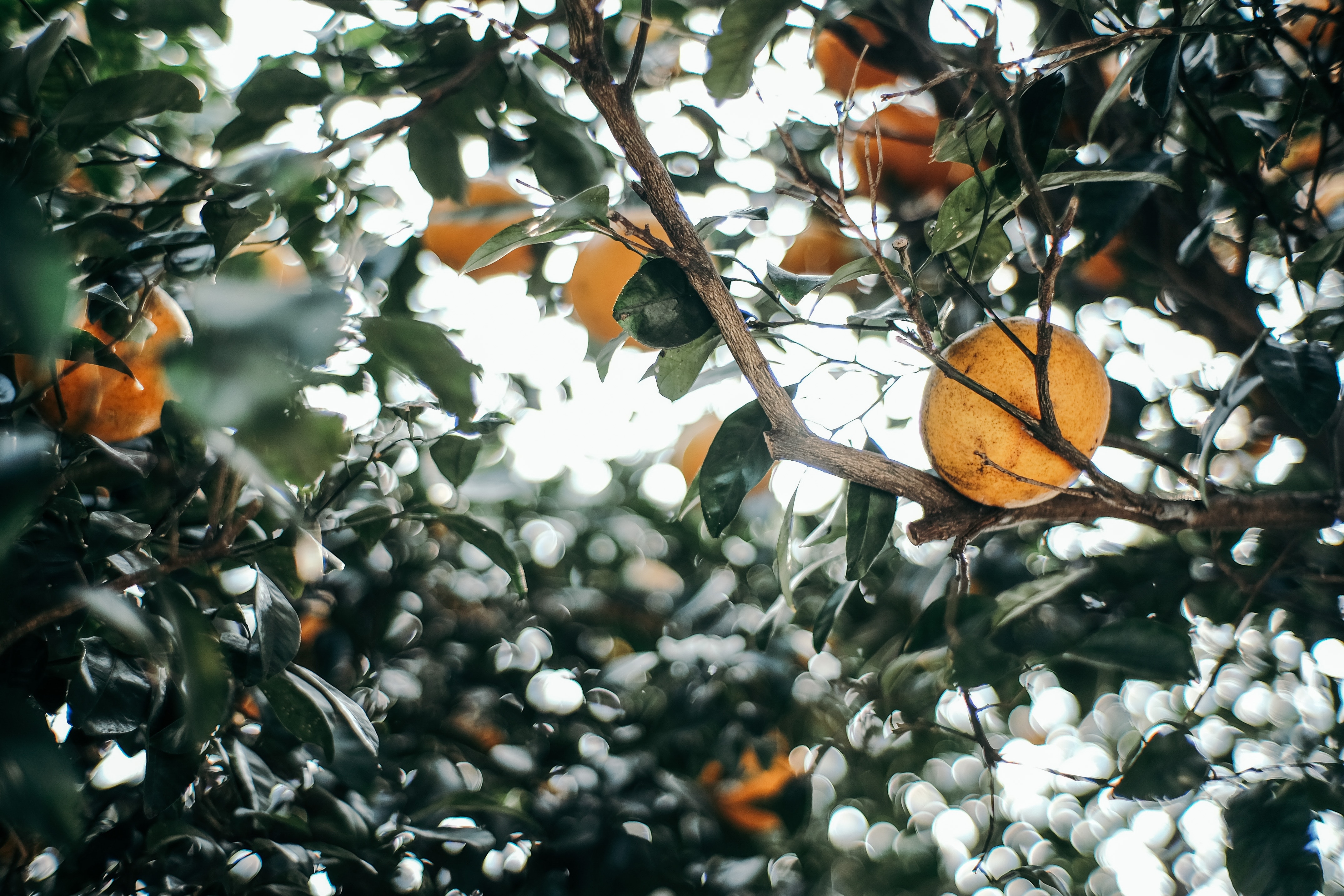 nature, leaves, branch, fruit, mandarin, tangerine