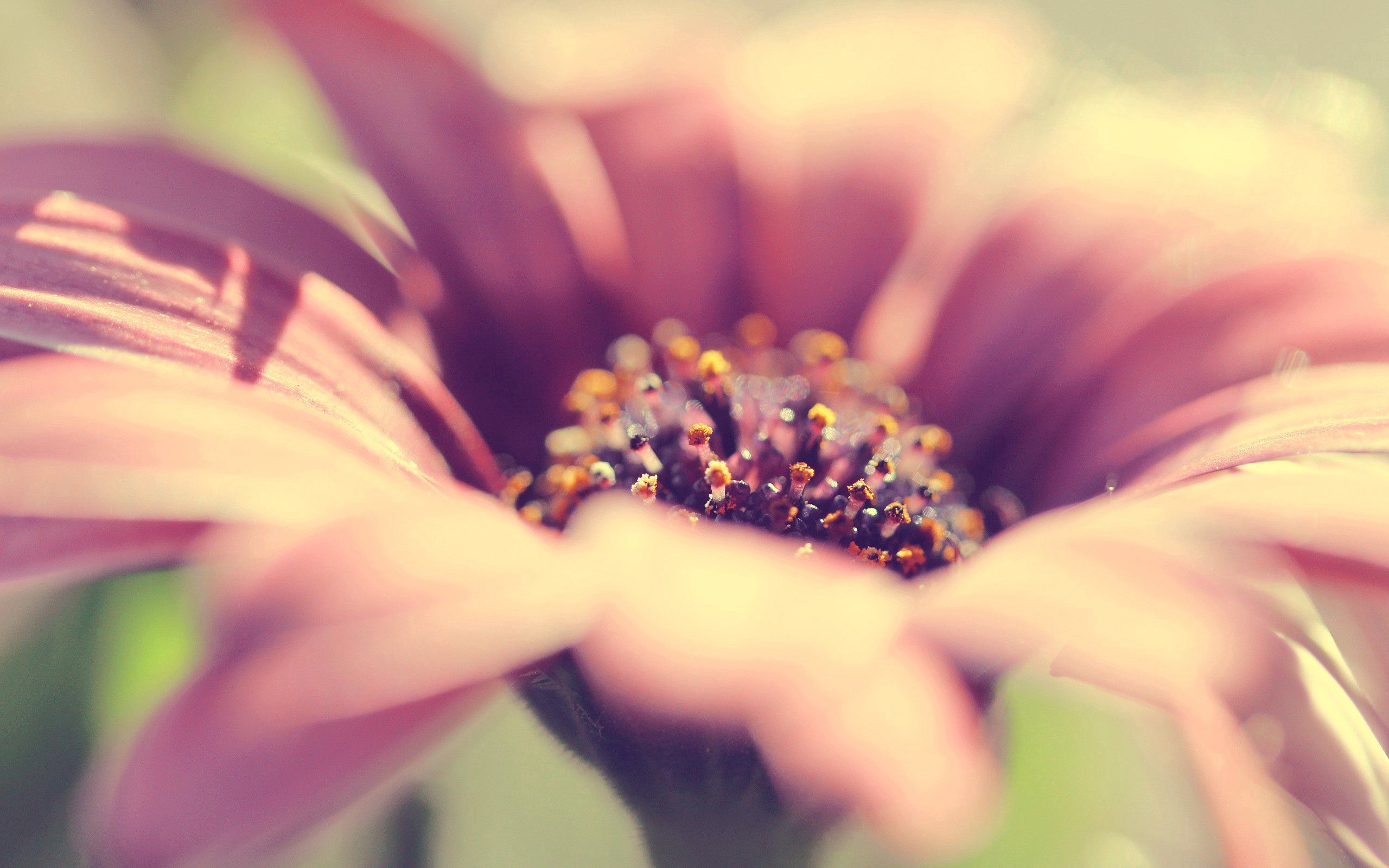 petals, background, flower, macro, blur, smooth