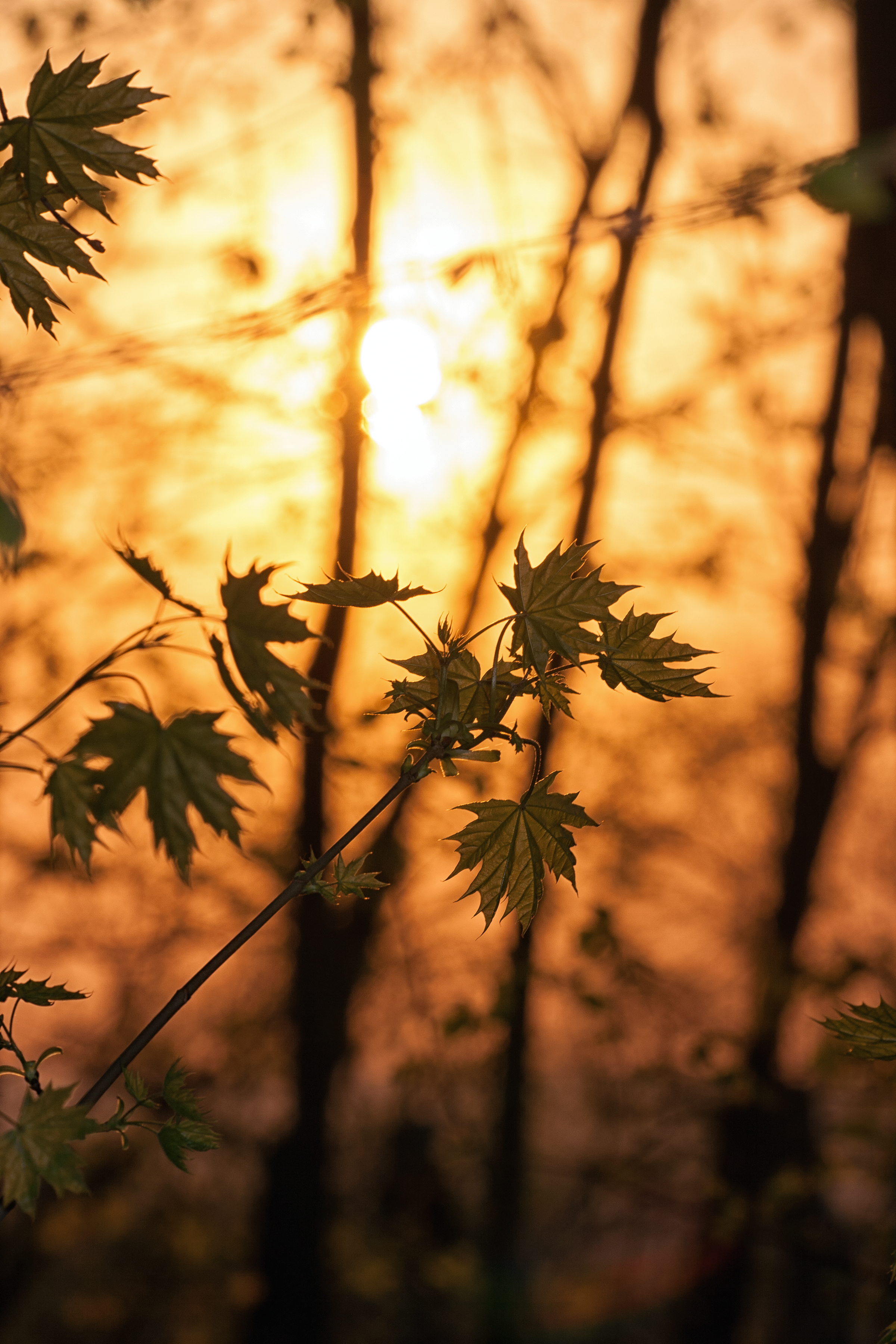 maple, nature, trees, leaves, branches, sunlight Full HD