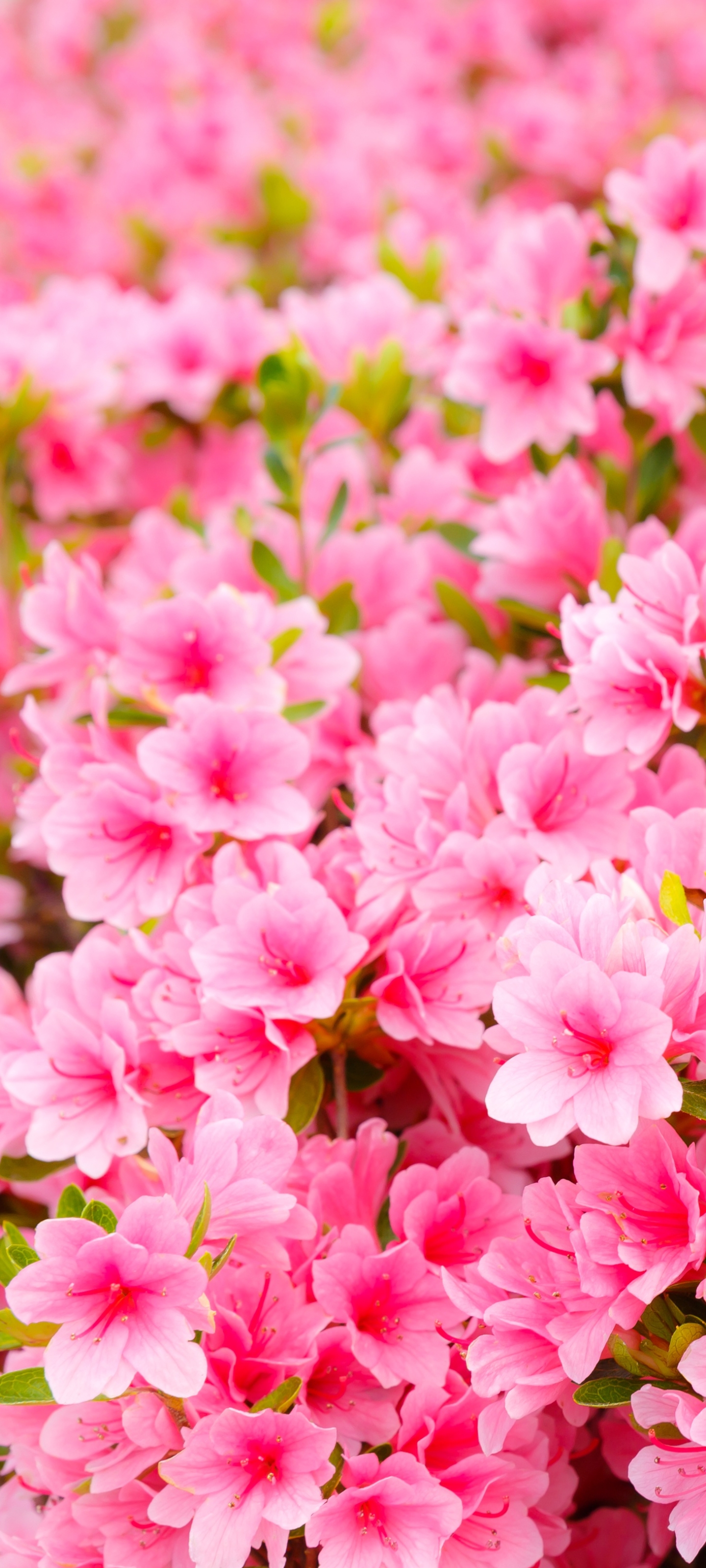 Free download wallpaper Nature, Flowers, Close Up, Earth, Azalea, Pink Flower on your PC desktop