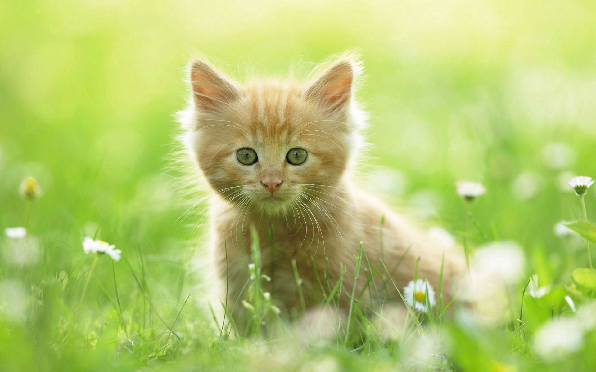 Laden Sie das Grass, Bummel, Spaziergang, Neugier, Neugierde, Tiere, Flauschige, Kätzchen-Bild kostenlos auf Ihren PC-Desktop herunter