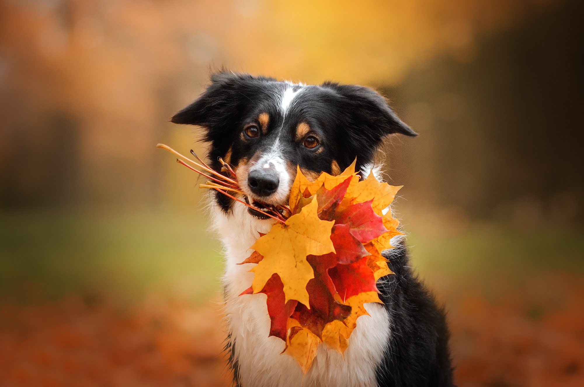 Download mobile wallpaper Dogs, Dog, Leaf, Animal, Border Collie, Depth Of Field for free.