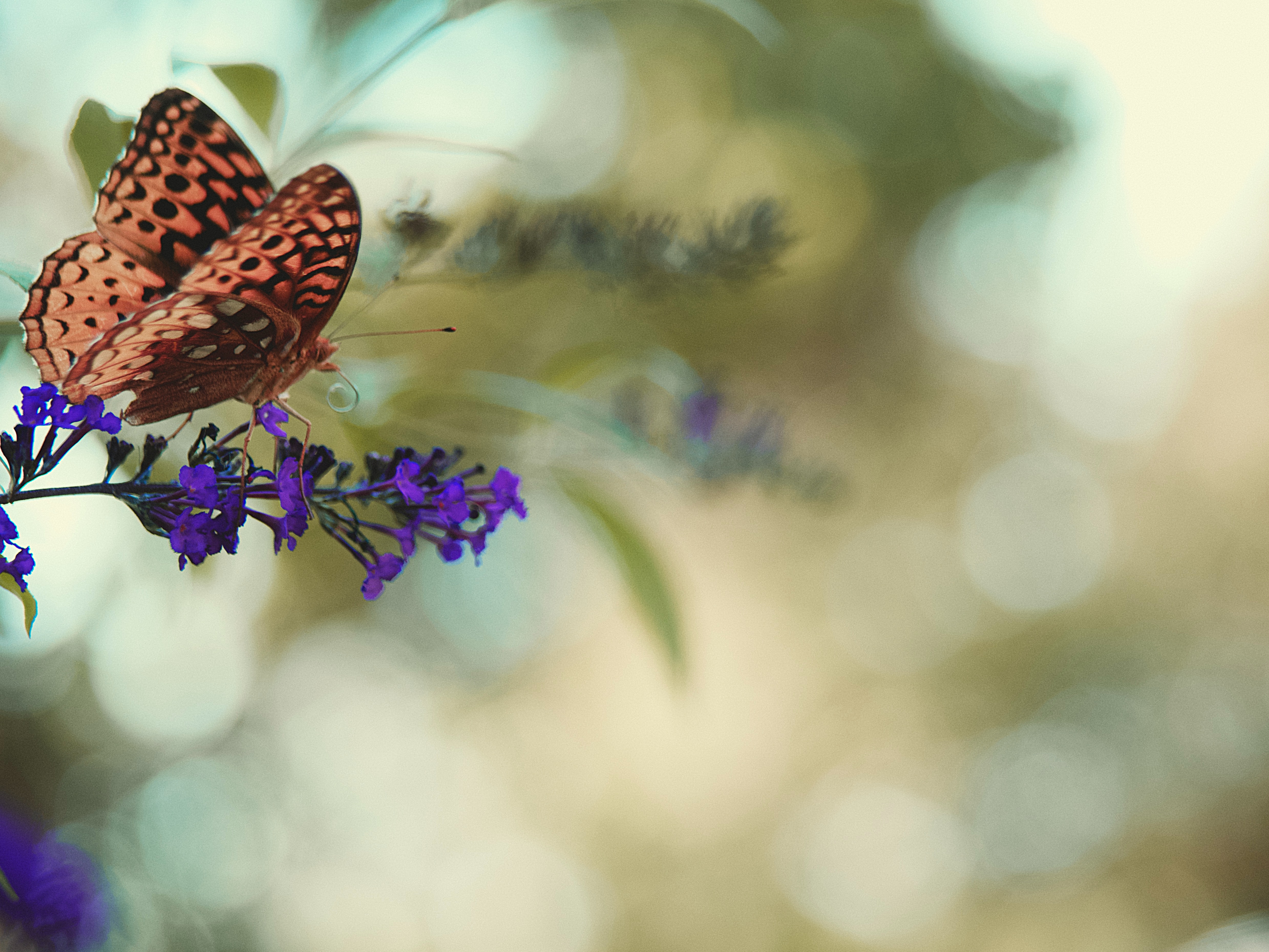 120214 baixar papel de parede flor, macro, borboleta, borboleta monarca, monarca borboleta - protetores de tela e imagens gratuitamente