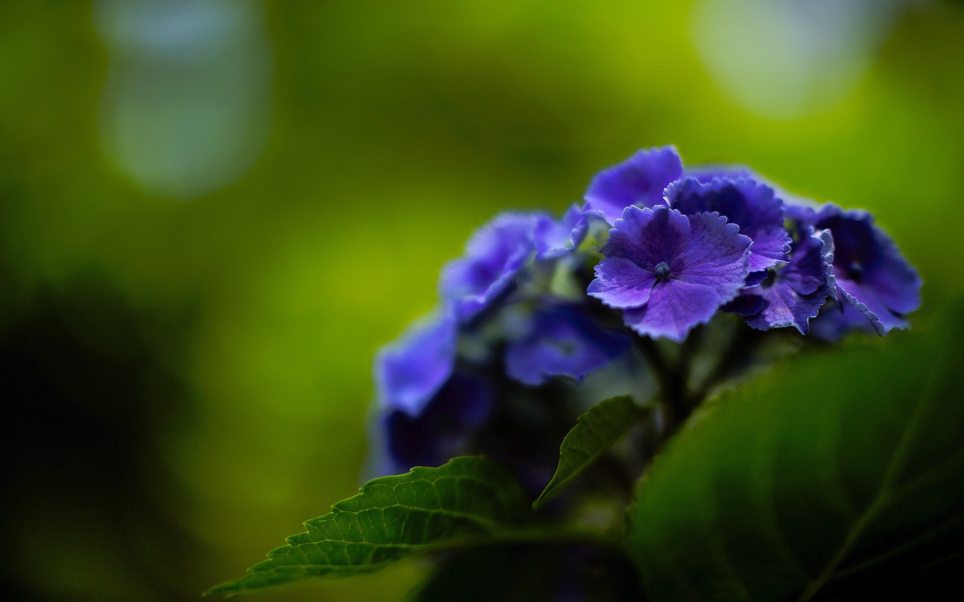 Download mobile wallpaper Hydrangea, Purple Flower, Blur, Flowers, Nature, Flower, Earth for free.