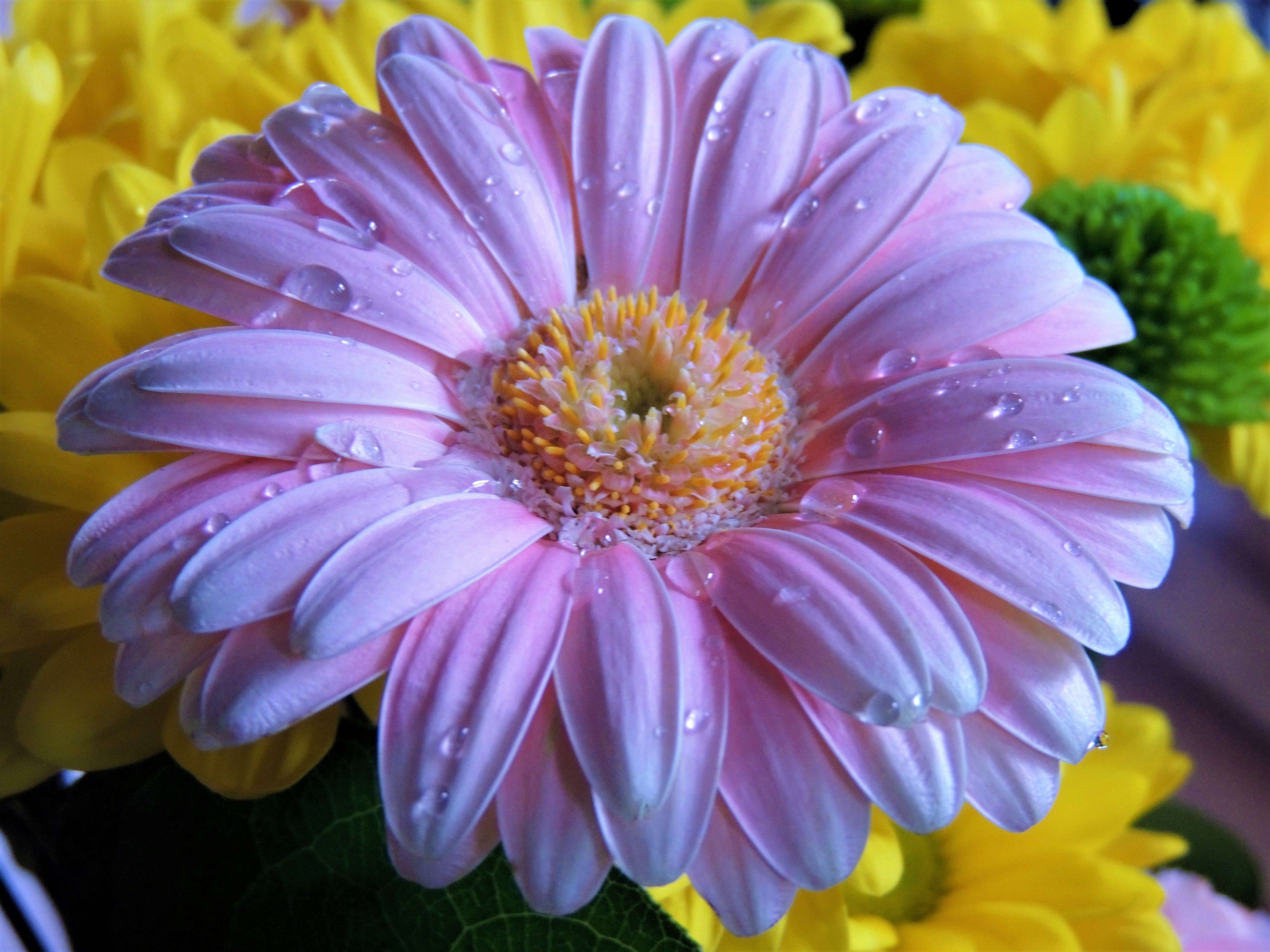 Free download wallpaper Flowers, Flower, Earth, Gerbera, Purple Flower, Water Drop on your PC desktop