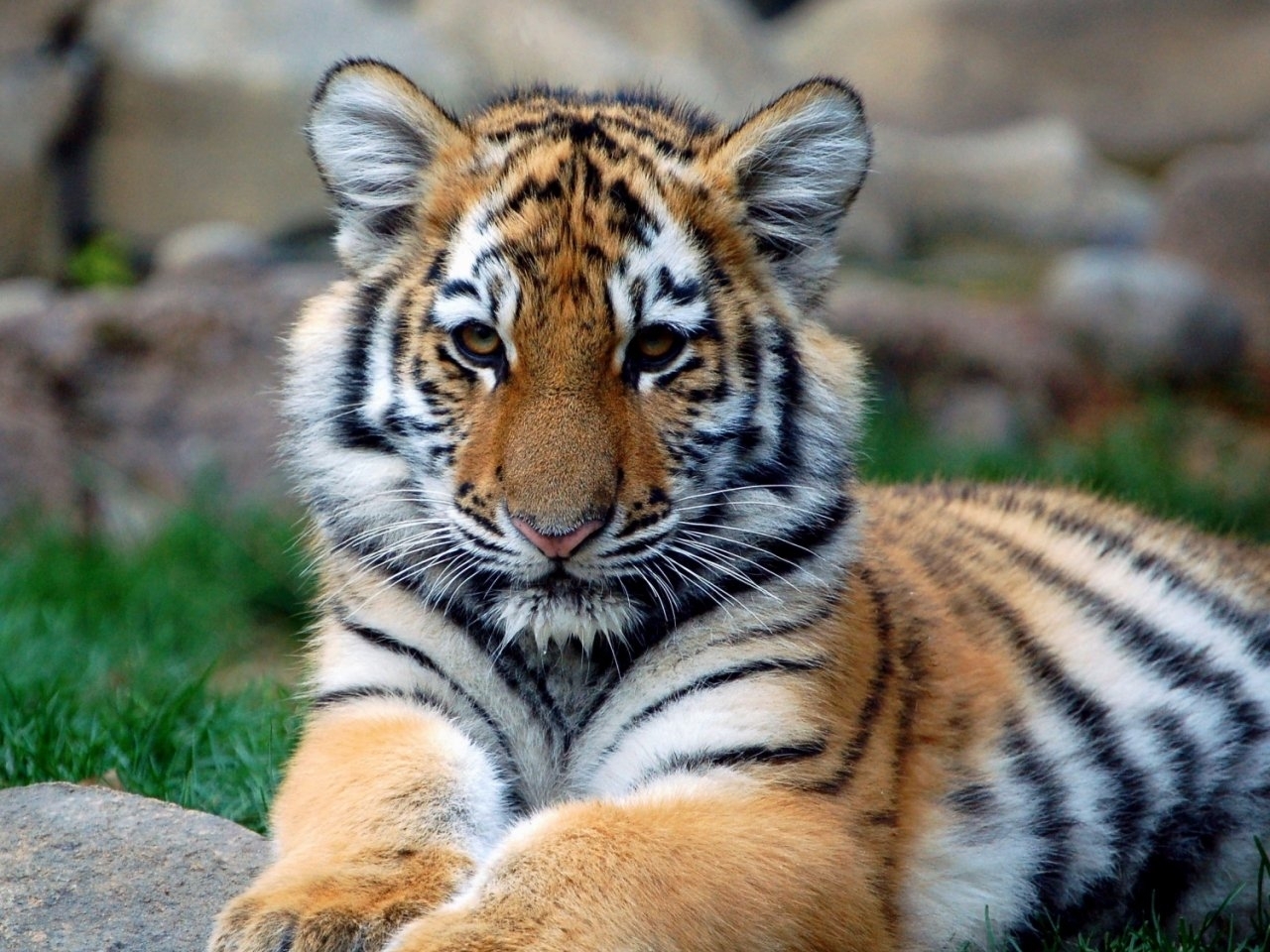 29727 Hintergrundbild herunterladen tigers, tiere - Bildschirmschoner und Bilder kostenlos