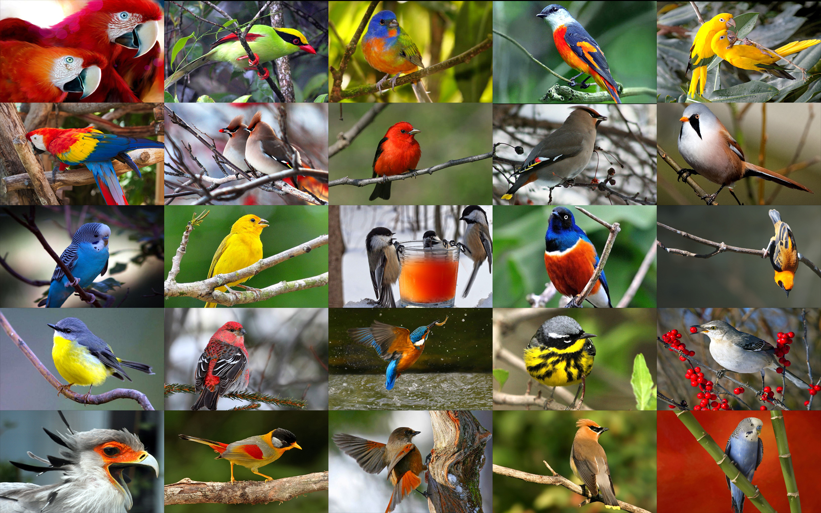 PCデスクトップに動物, 鳥画像を無料でダウンロード