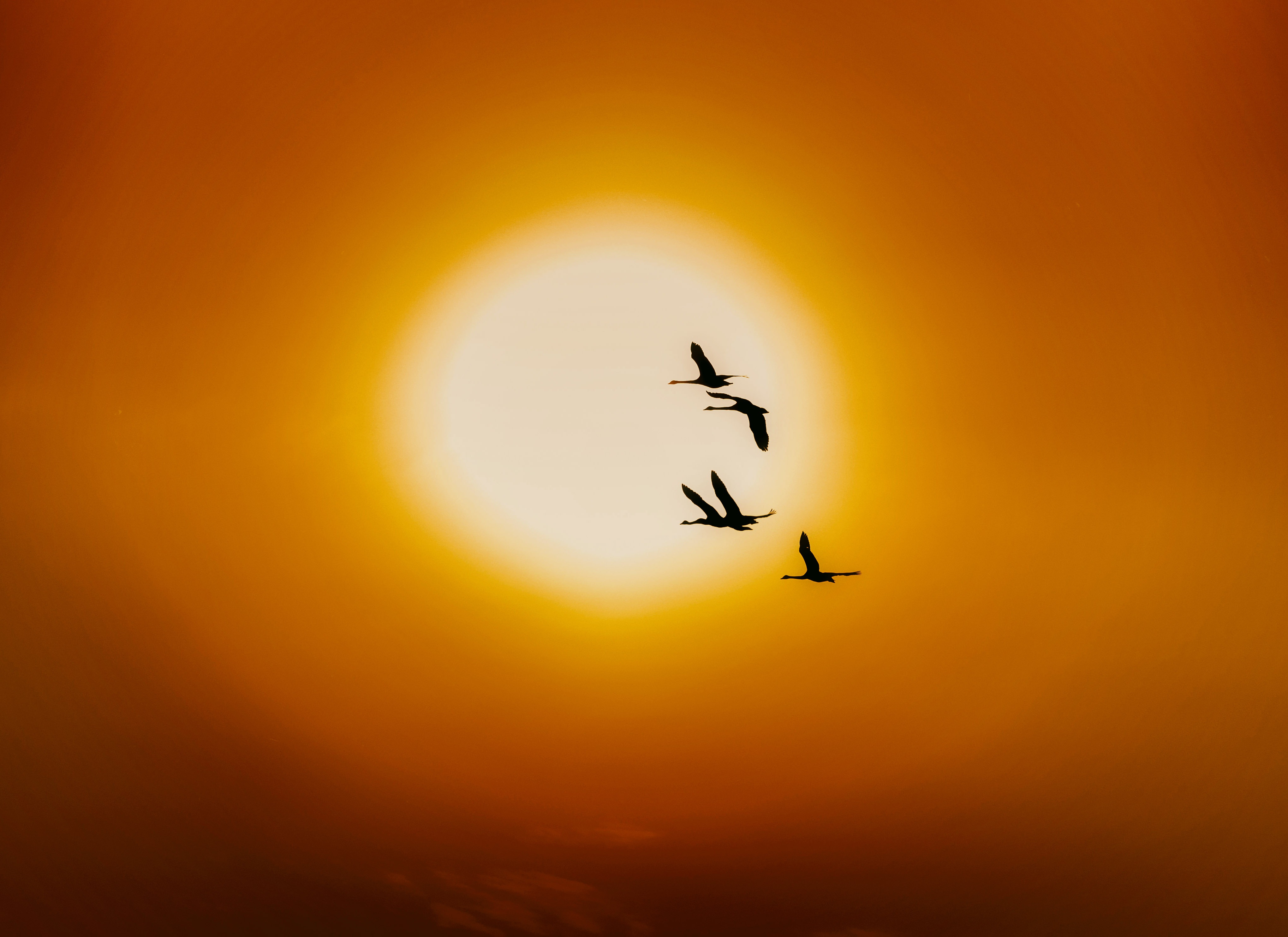 Laden Sie das Tiere, Vögel, Vogel, Schwan, Sonne, Vogelschwarm-Bild kostenlos auf Ihren PC-Desktop herunter