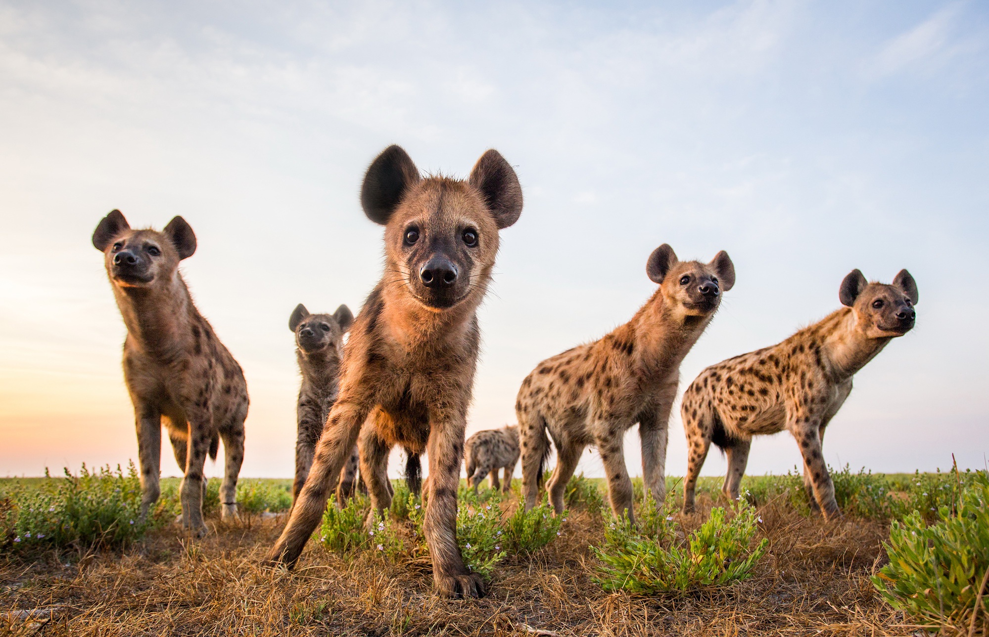 984388 descargar fondo de pantalla animales, hiena manchada: protectores de pantalla e imágenes gratis