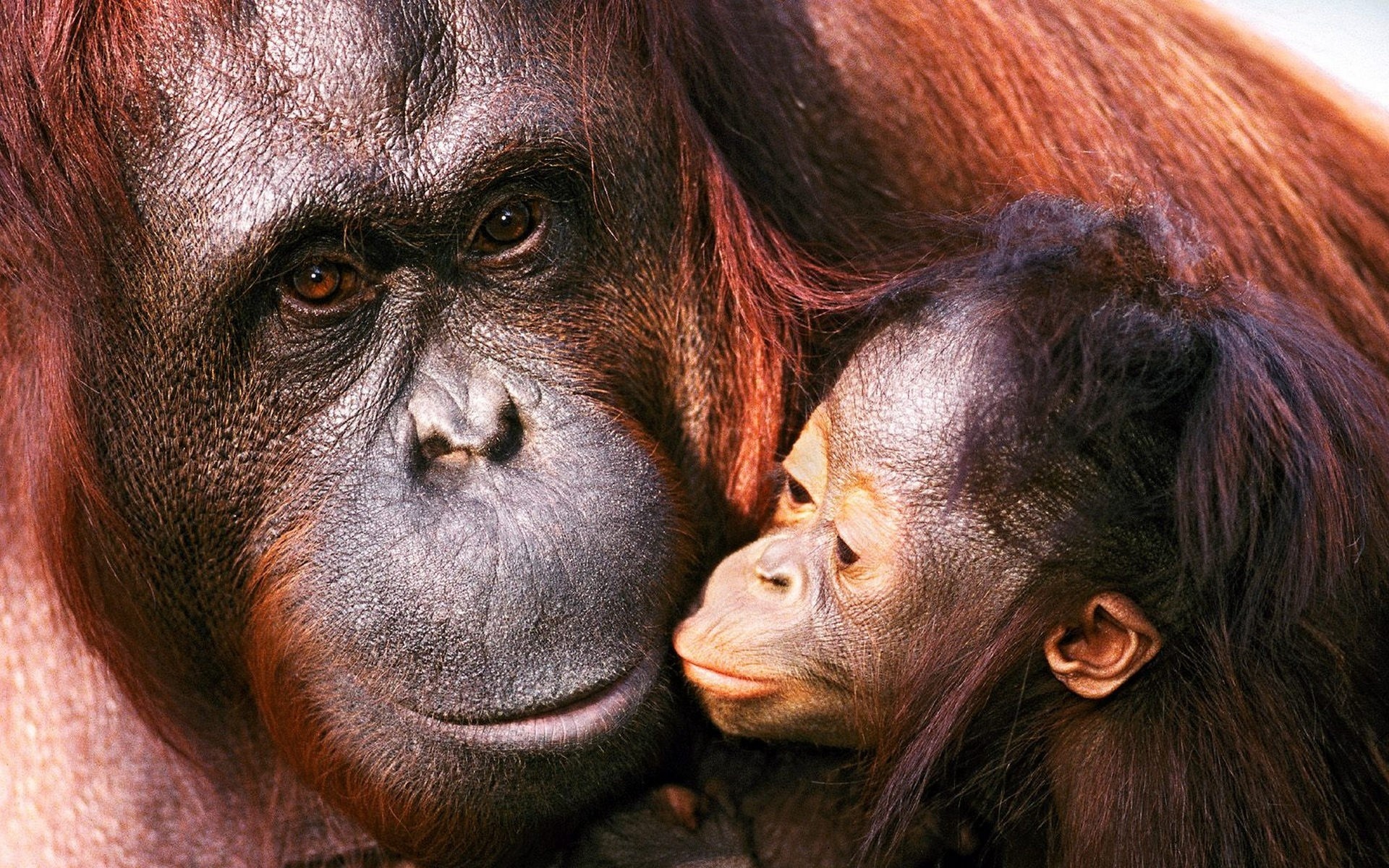 Baixar papel de parede para celular de Animais, Orangotango gratuito.