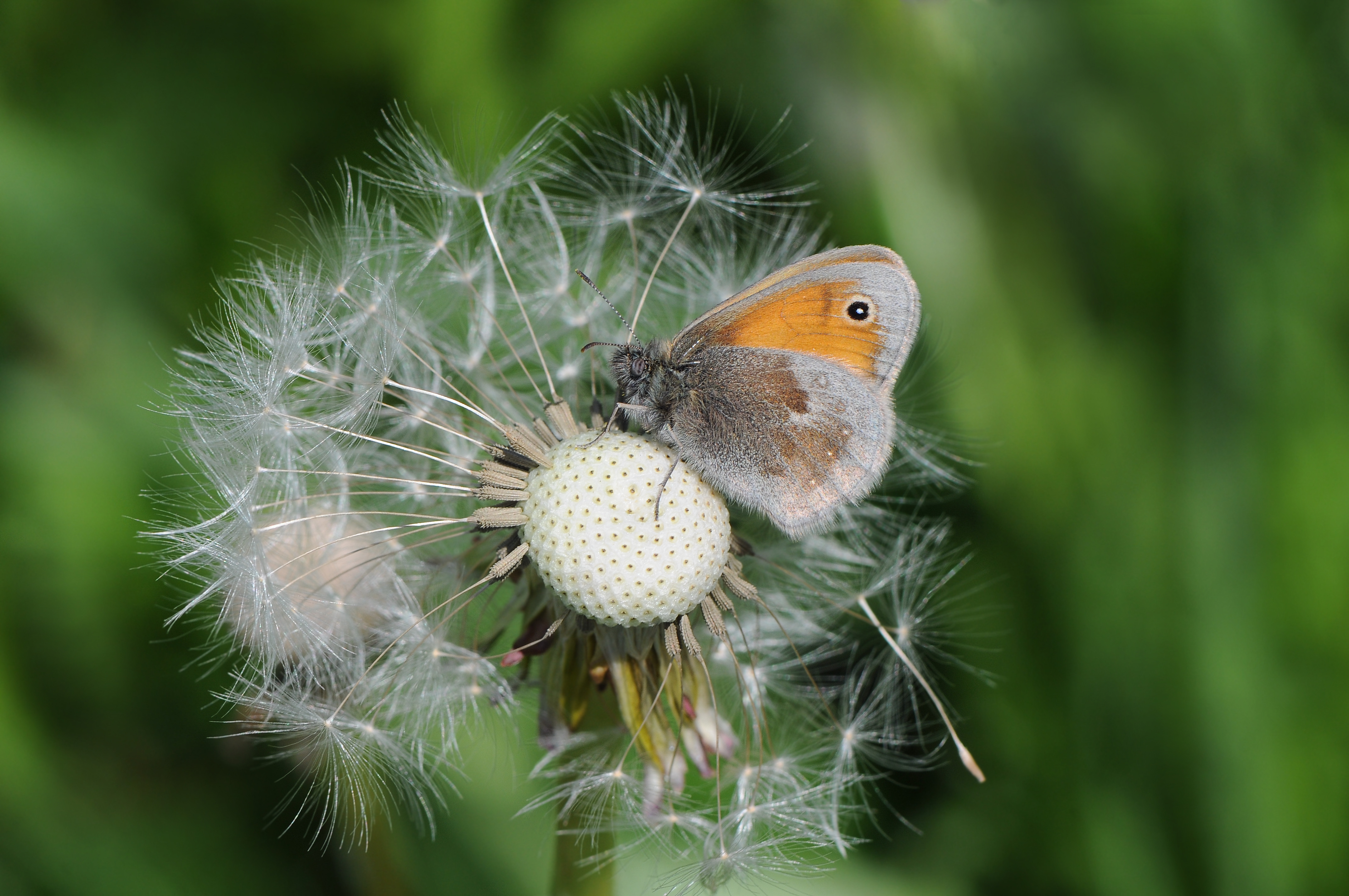 Free download wallpaper Butterfly, Animal on your PC desktop