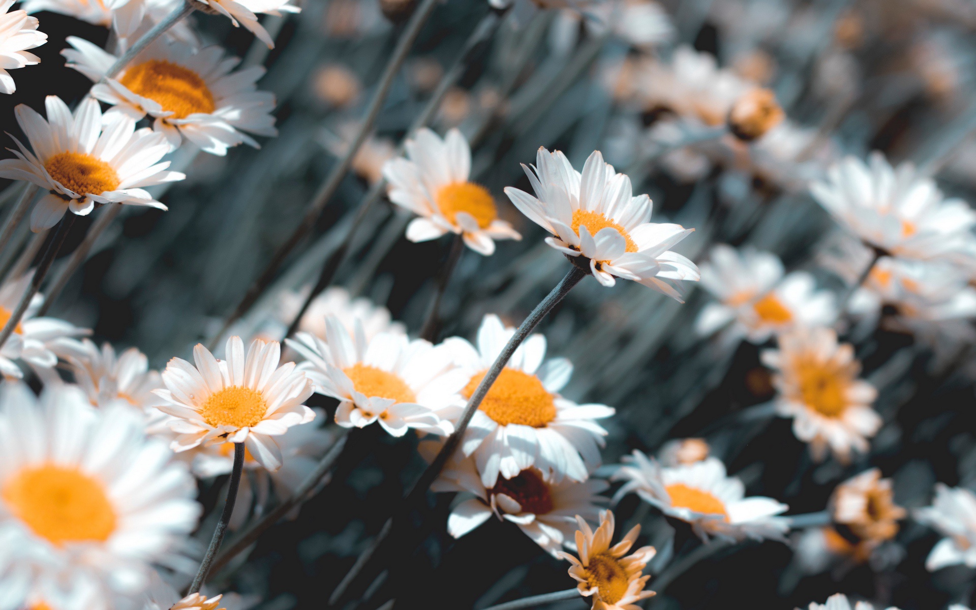 Laden Sie das Blume, Weiße Blume, Erde/natur, Echte Kamille-Bild kostenlos auf Ihren PC-Desktop herunter