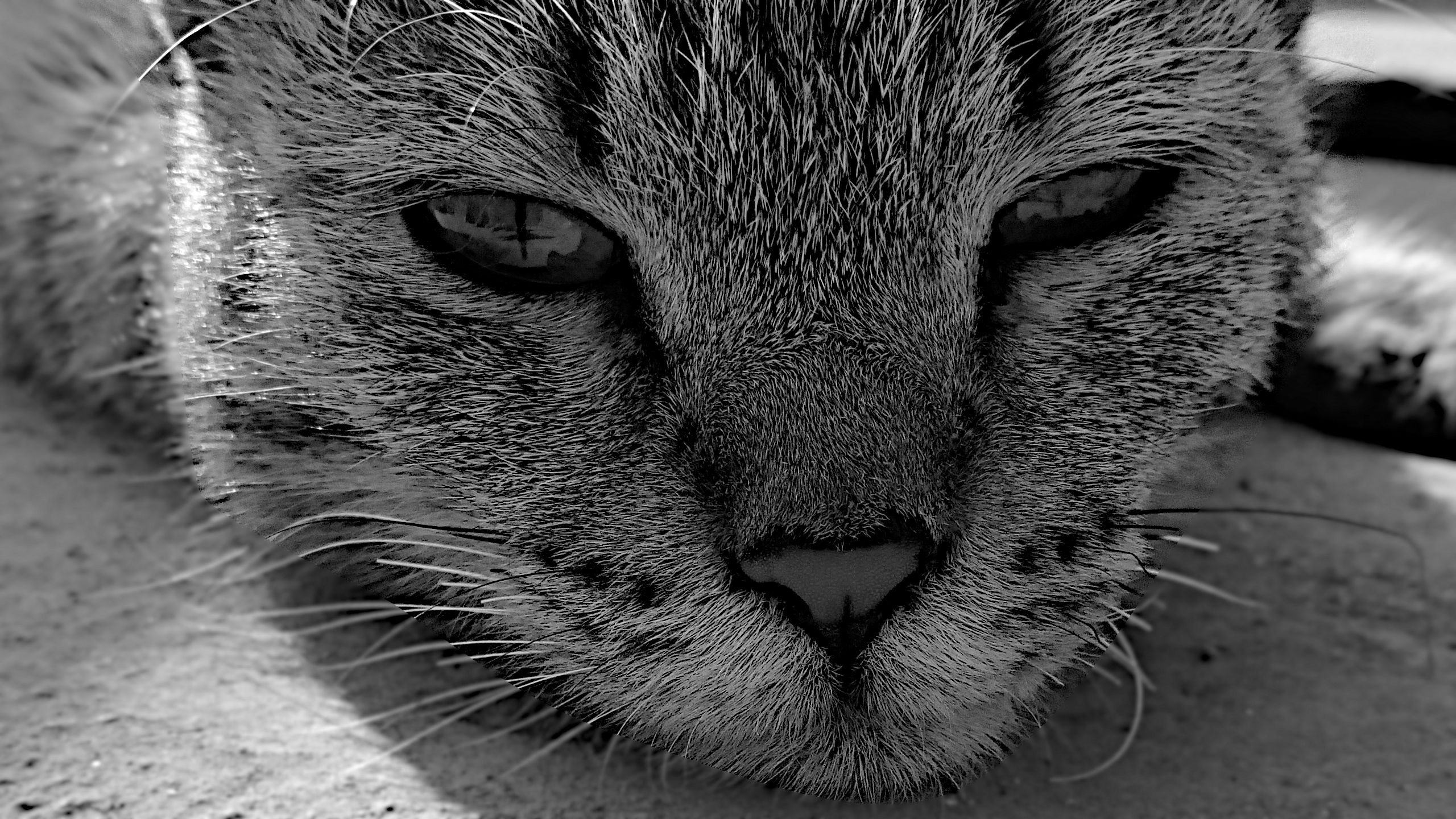 Descarga gratuita de fondo de pantalla para móvil de Animales, Gatos, Gato.