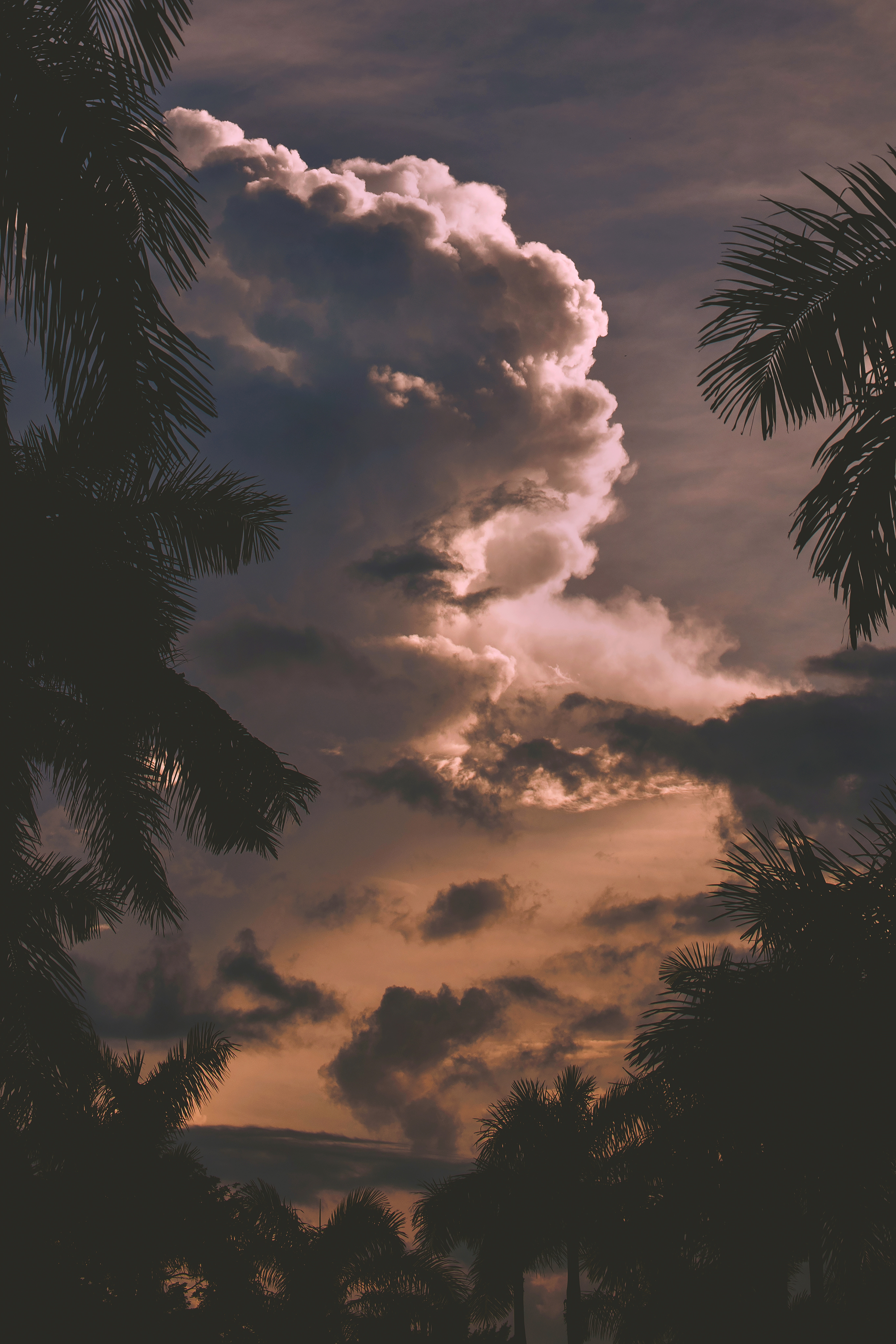clouds, nature, trees, sunset, palms, branches QHD