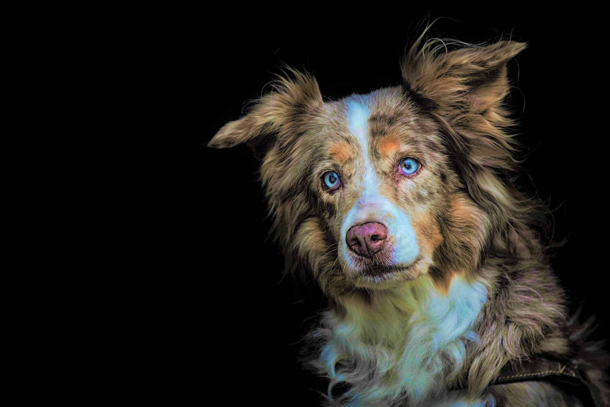 Laden Sie das Tiere, Hunde, Hund, Schnauze, Australischer Hirte, Blaue Augen-Bild kostenlos auf Ihren PC-Desktop herunter