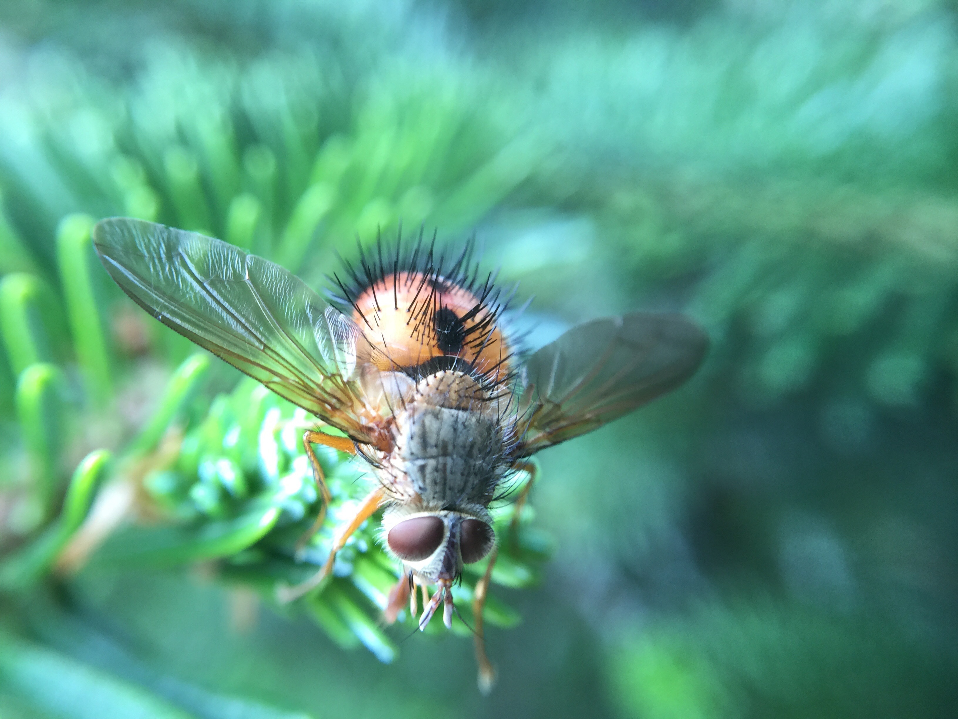 Descarga gratis la imagen De Cerca, Insecto, Bicho, Escarabajo, Macro, Primer Plano en el escritorio de tu PC