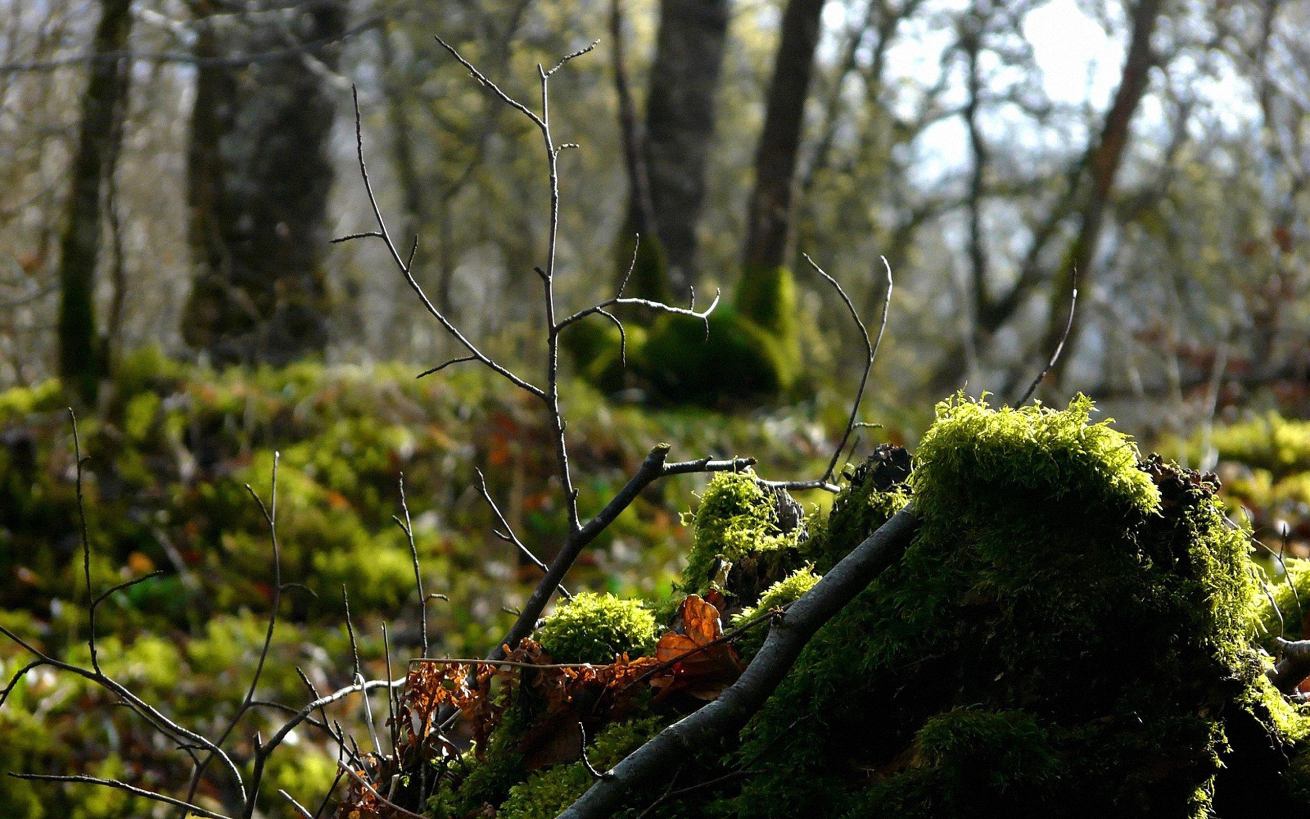 Free download wallpaper Nature, Branch, Moss, Forest on your PC desktop