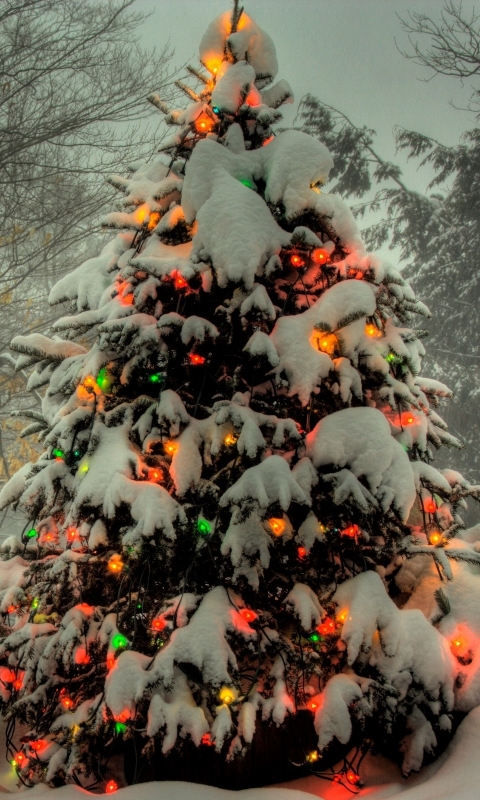 Download mobile wallpaper Christmas, Holiday, Christmas Tree, Christmas Lights for free.