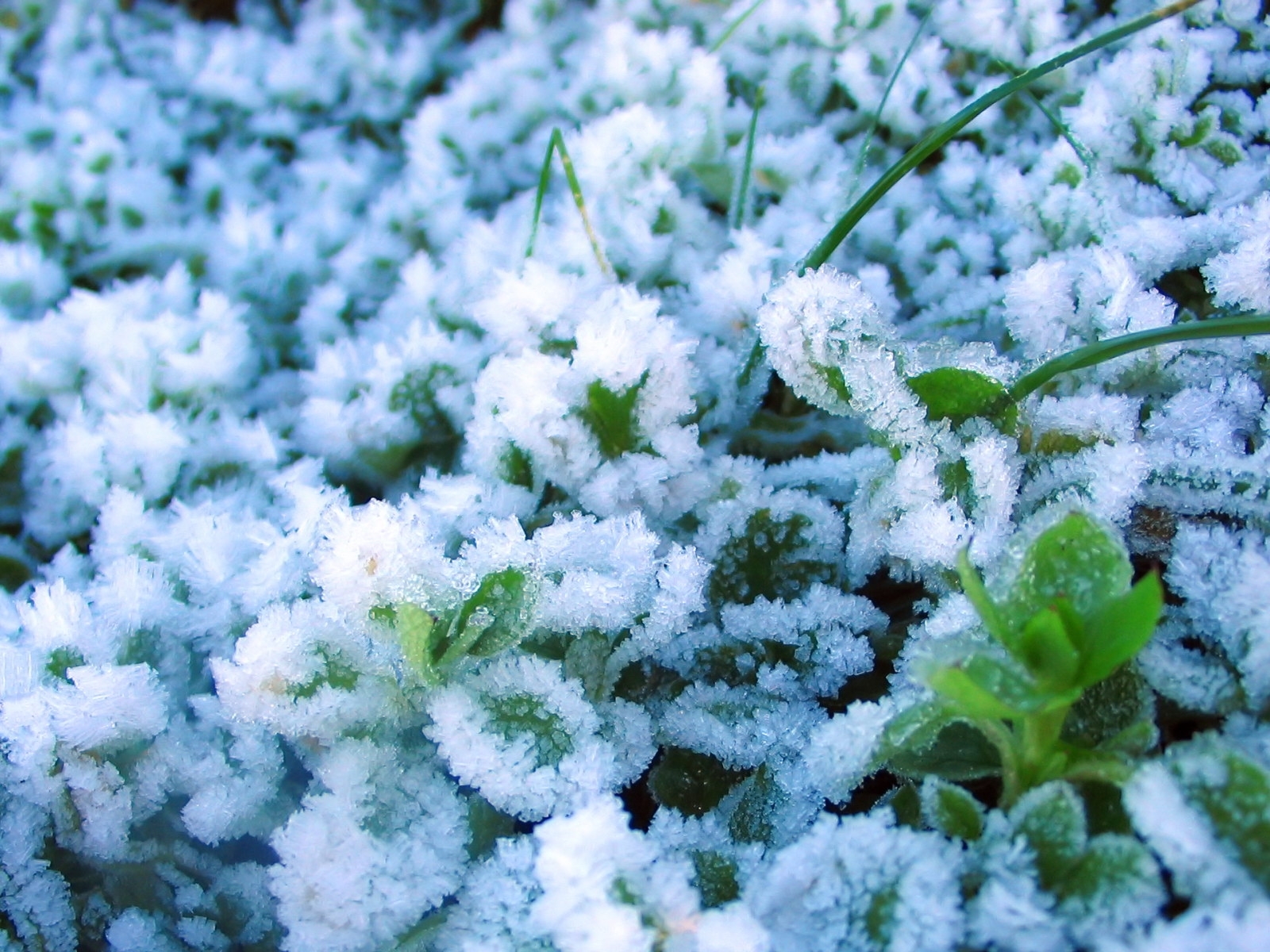 Download mobile wallpaper Plants, Snow for free.