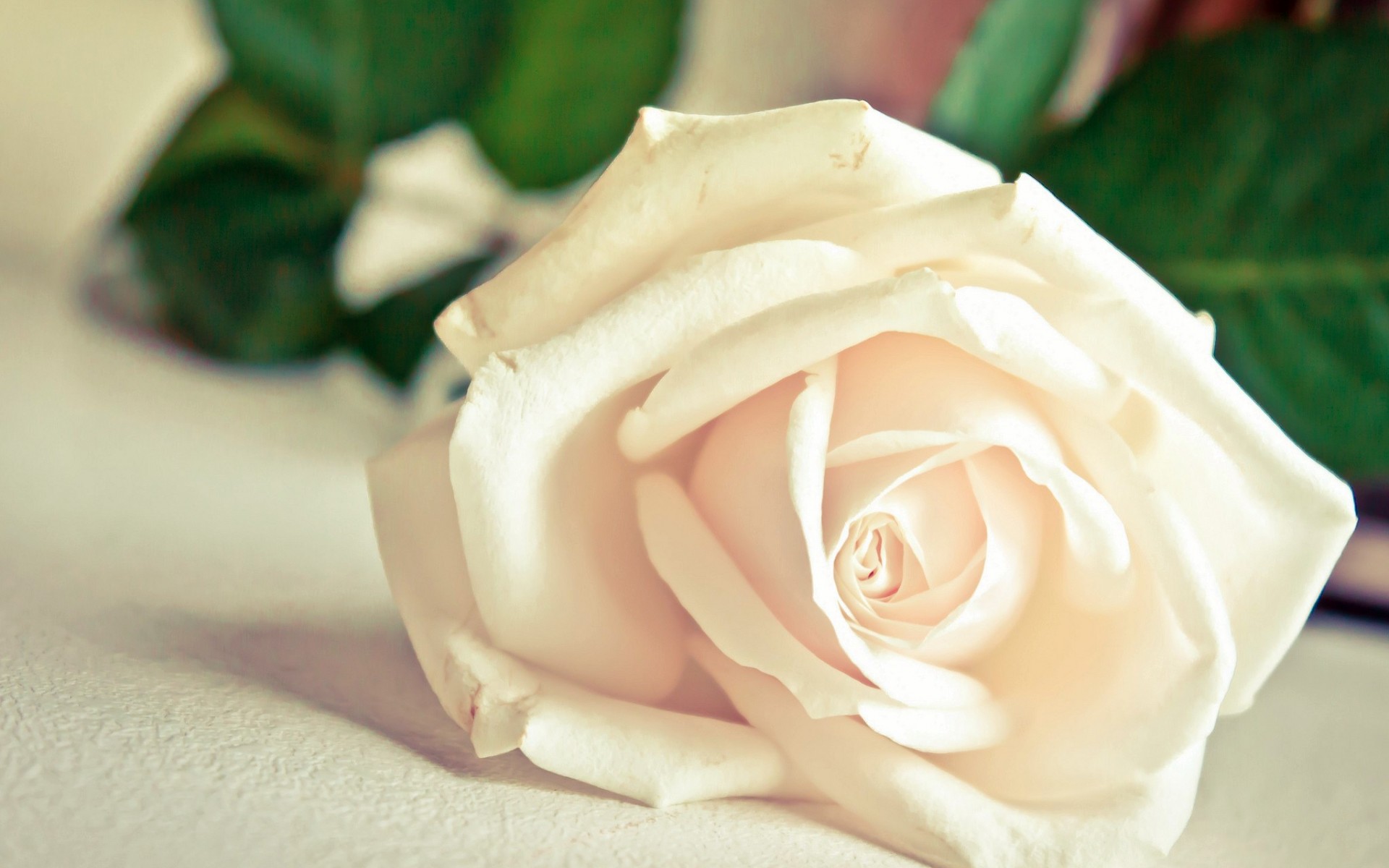 Скачать обои бесплатно Цветок, Роза, Белый Цветок, Земля/природа, Флауэрсы картинка на рабочий стол ПК
