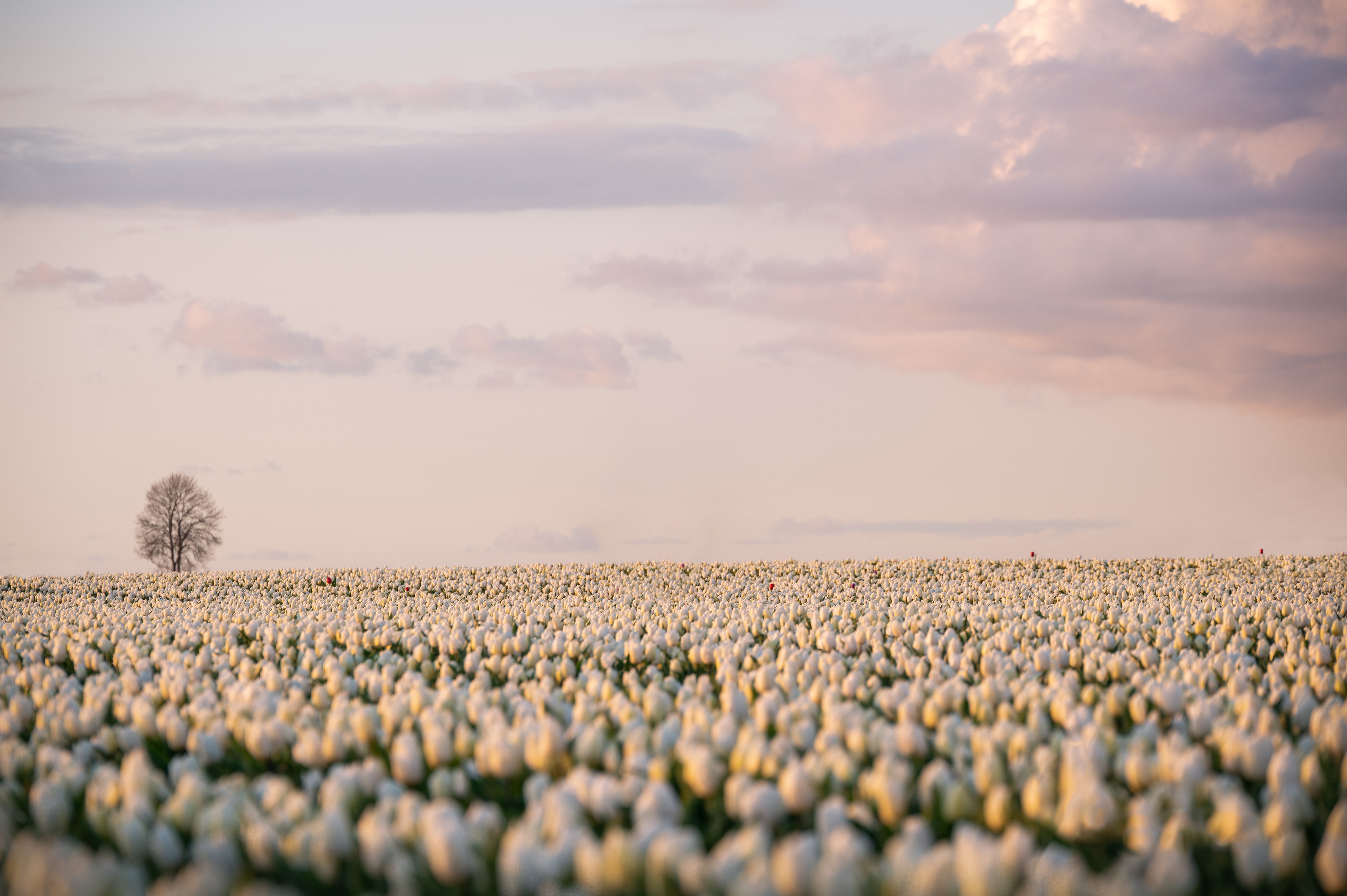 Descarga gratis la imagen Flores, Tulipán, Flor Blanca, Tierra/naturaleza en el escritorio de tu PC