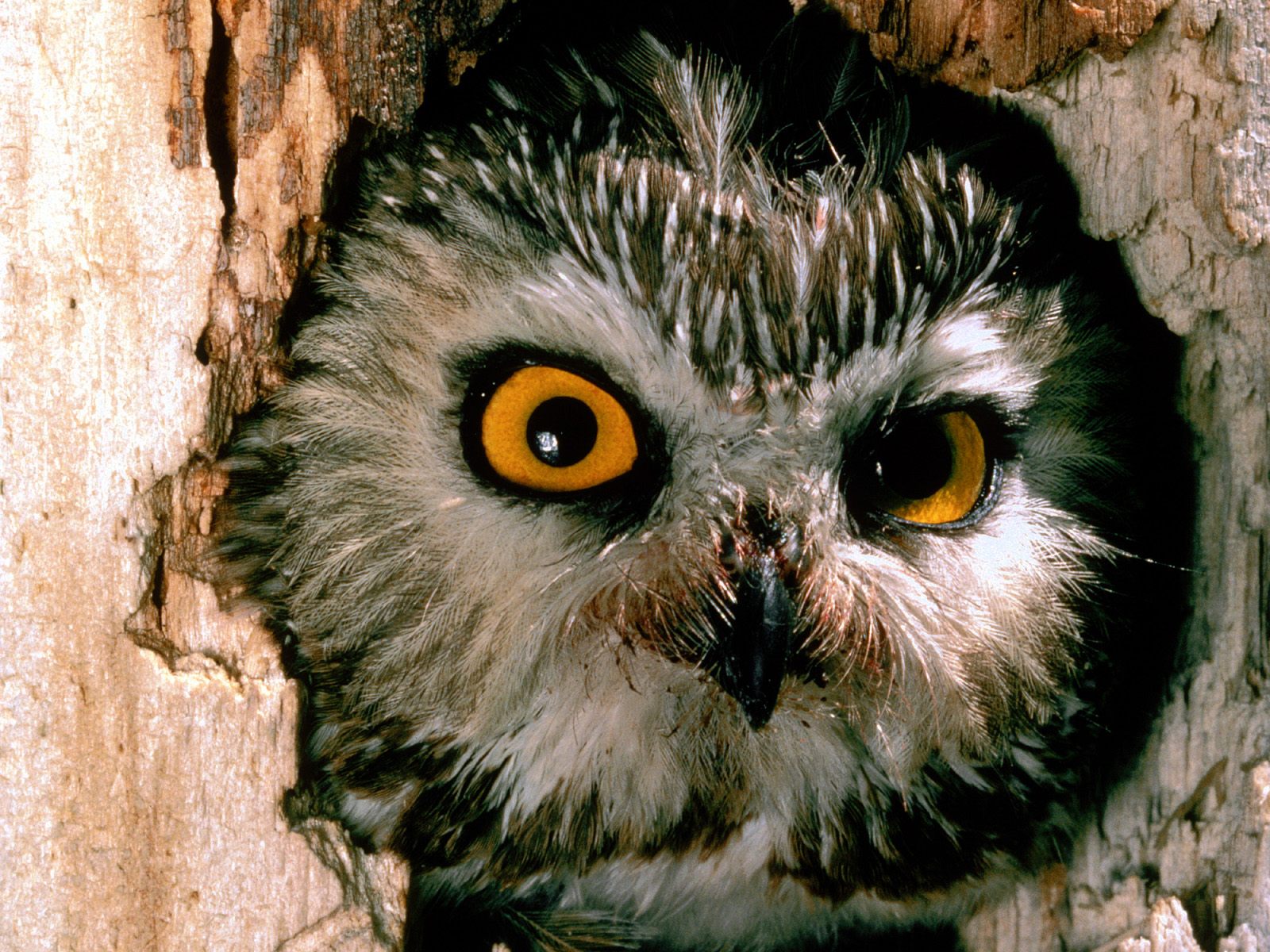 Téléchargez des papiers peints mobile Animaux, Hibou, Des Oiseaux gratuitement.